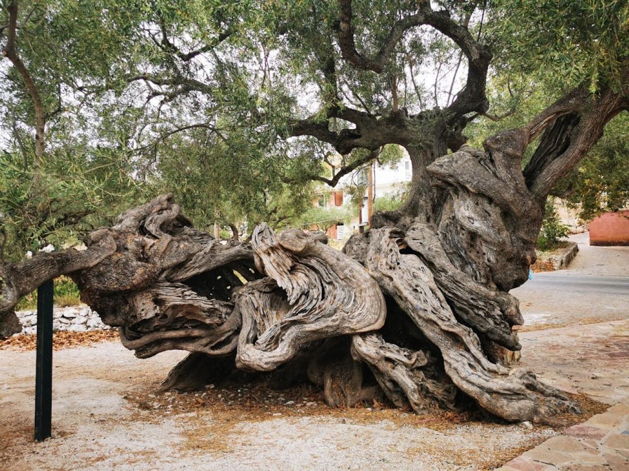 Zakynthos: Ultimate Shipwreck Beach & Blue Caves Day Expedition