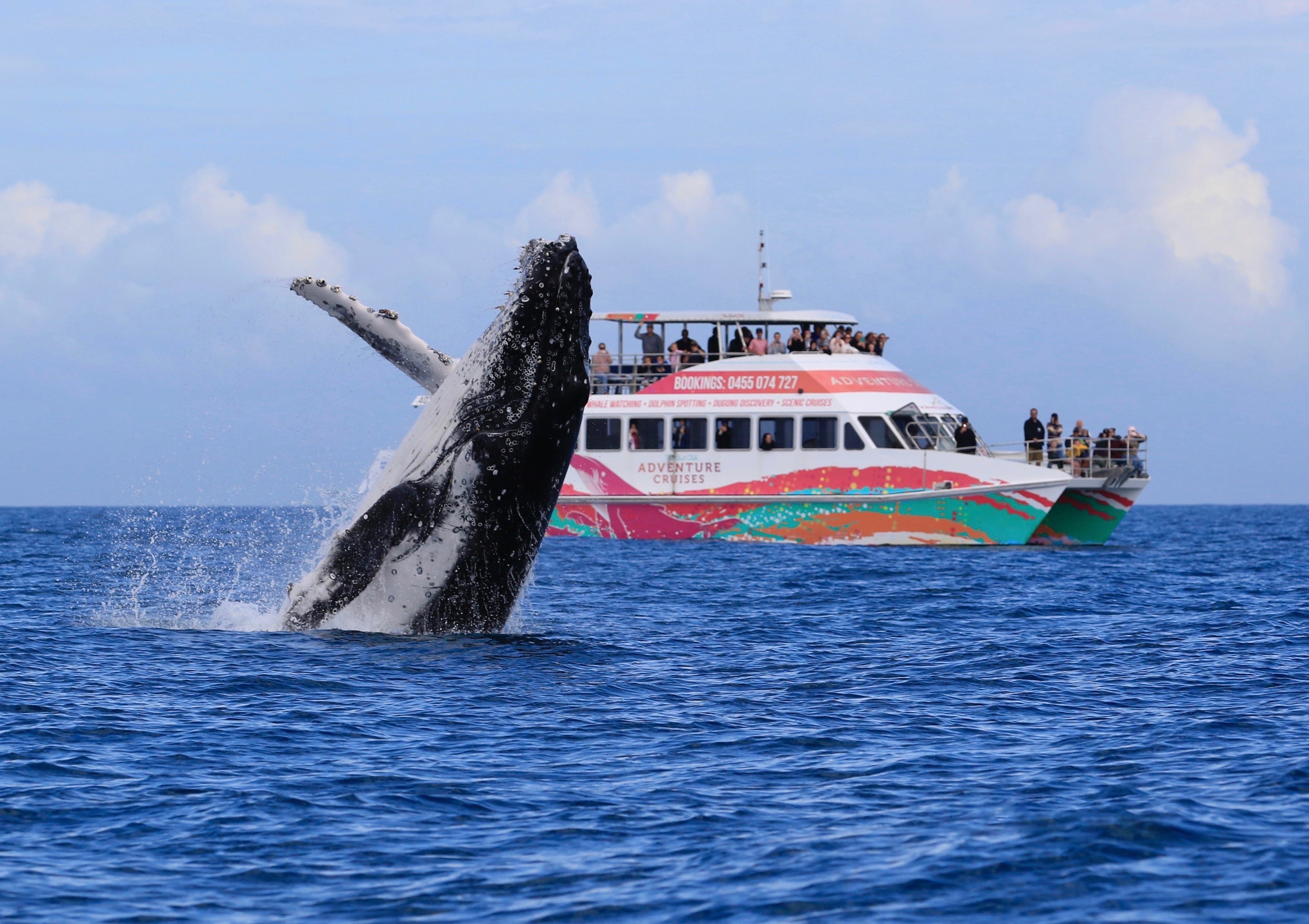 Hervey Bay Humpback Whale-Watching Cruise on the Amaroo