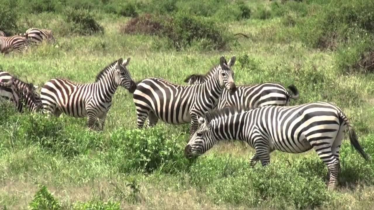 5-Day Private Kenya Safari: Maasai Mara, Nakuru & Naivasha