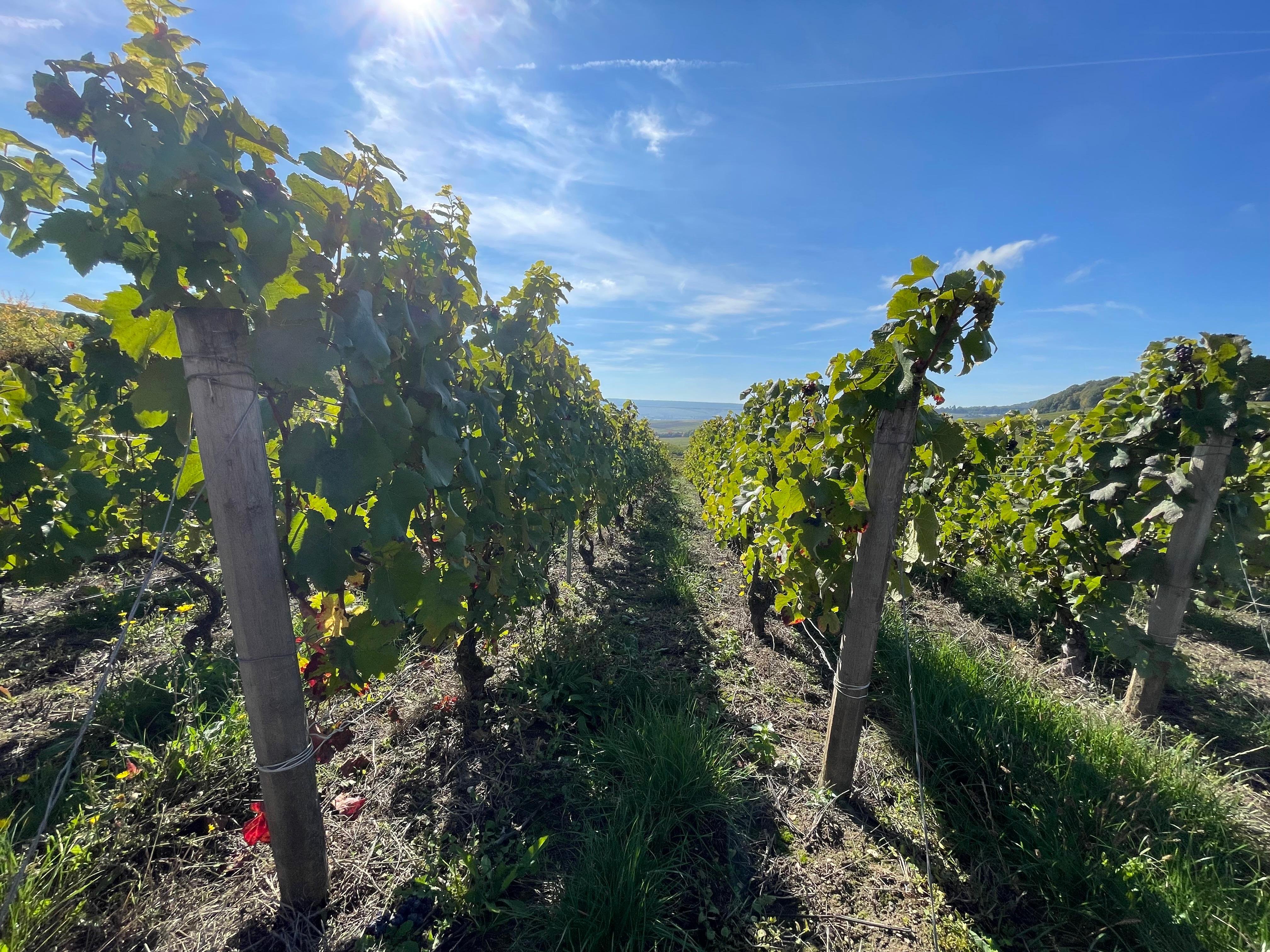 From Reims/Epernay: Champagne half-day tour (small group)