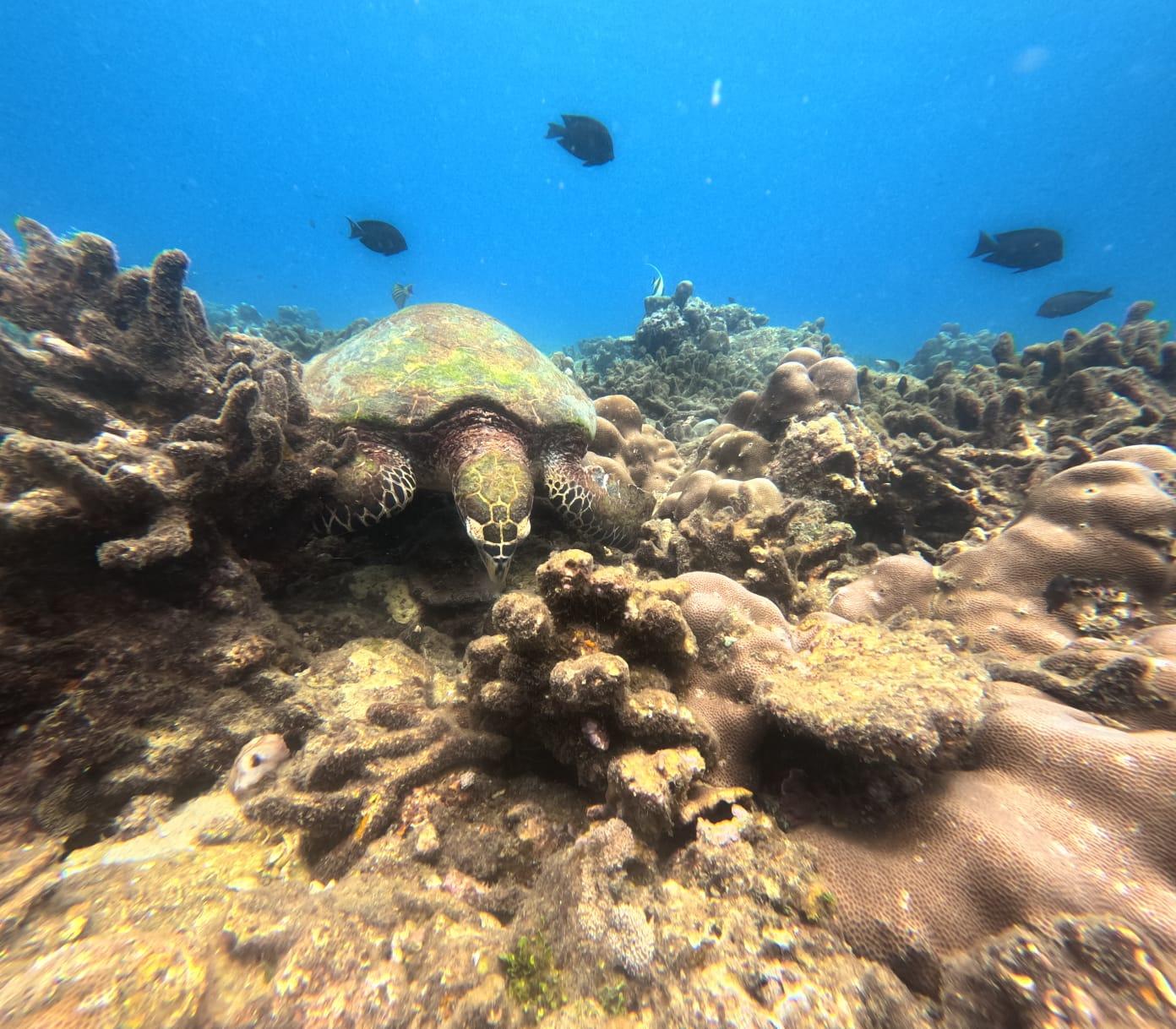 Trincomalee Ocean Safari: Whale Watching & Turtle Snorkeling