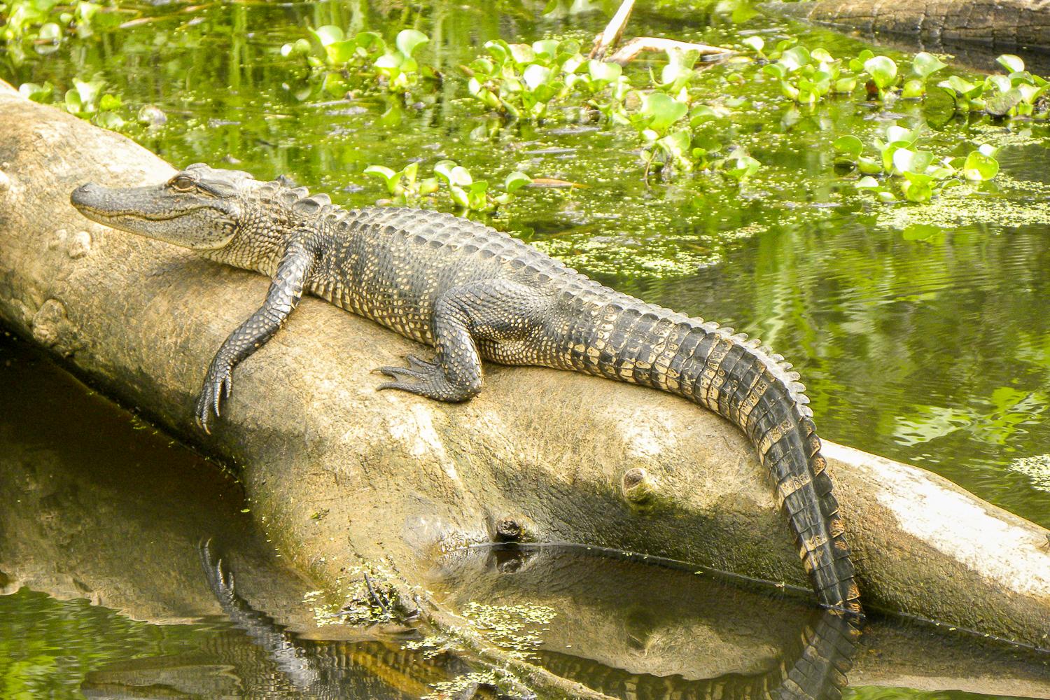 Manchac Bayou Swamp Cruise with Optional Hotel Transfer