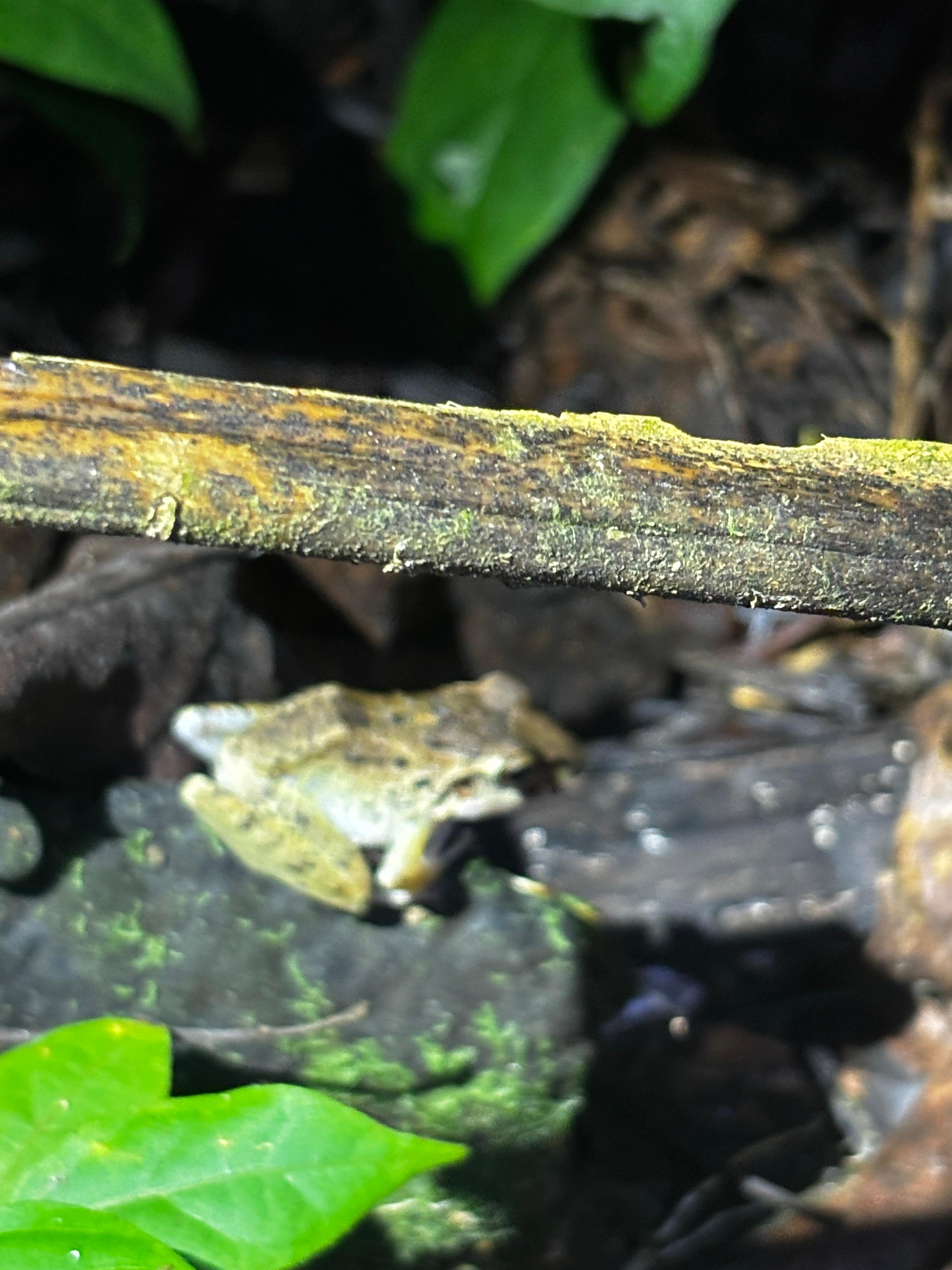 Tortuguero 2-Day Eco Adventure: Canoe, Jaguar Trail, Night Walk & Turtle Nesting