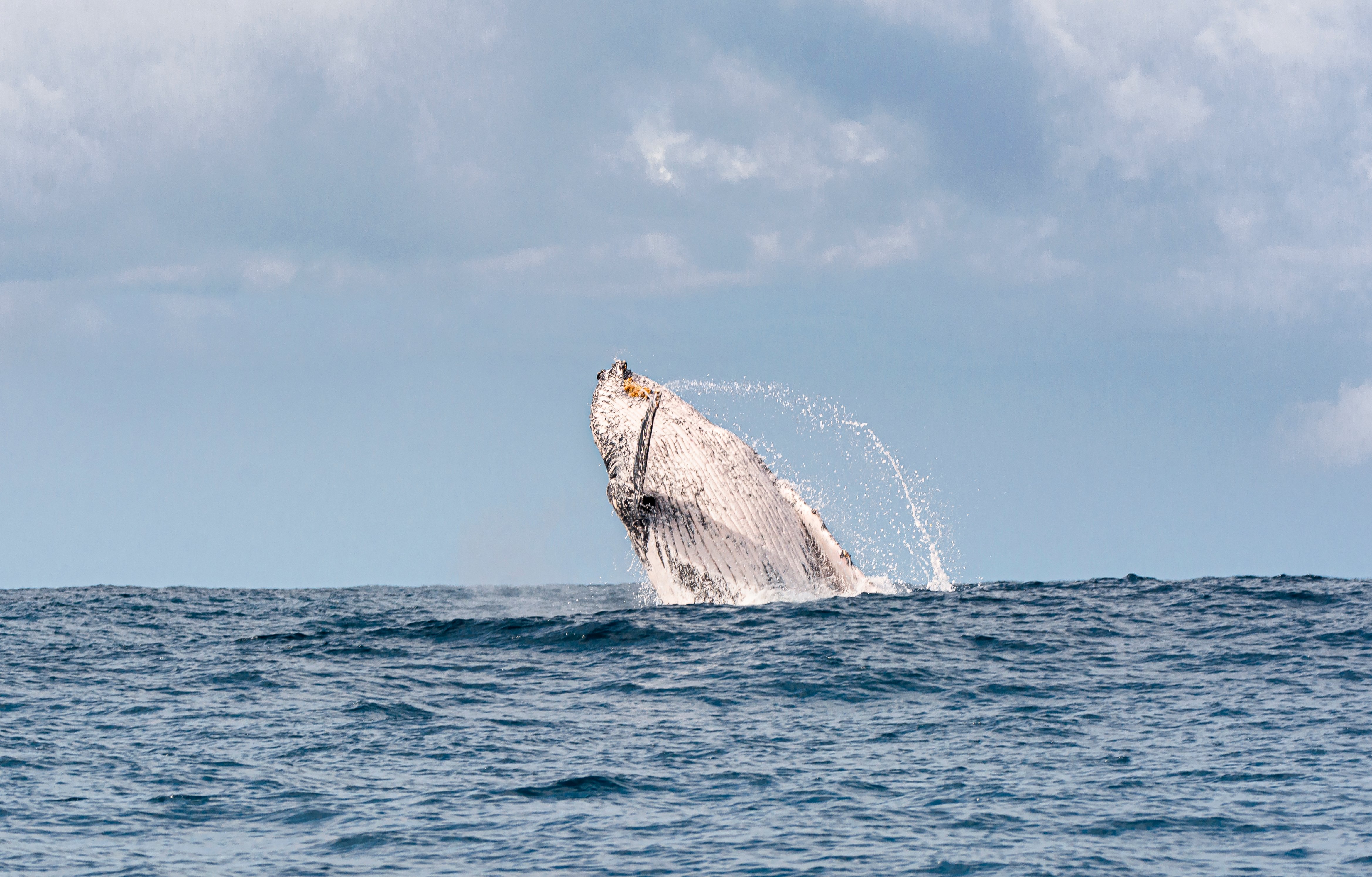 A humpback whale breaching on the open sea off the Gold Coast