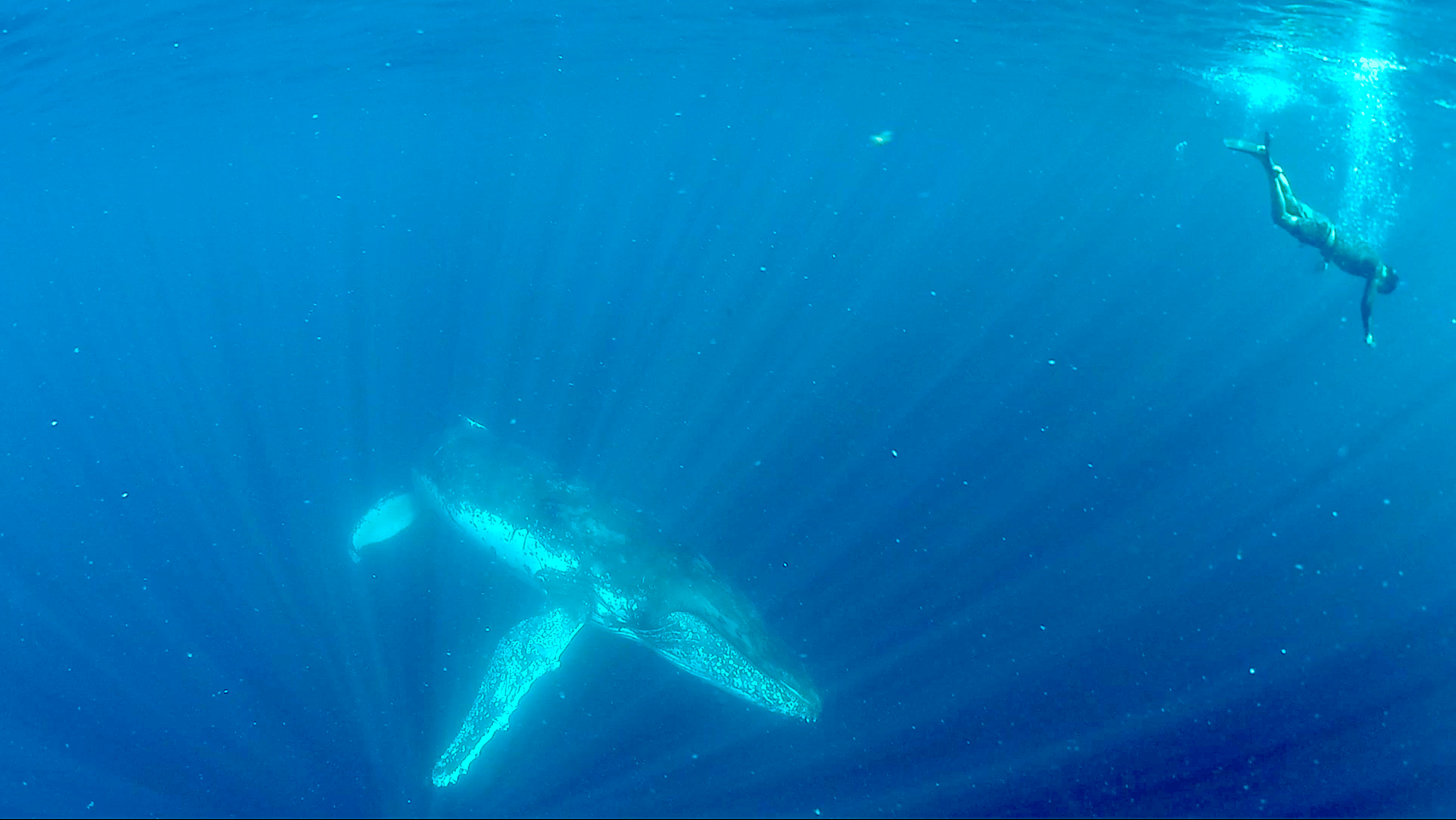 A snorkeller at the surface above a humpback whale swimming in deep blue water