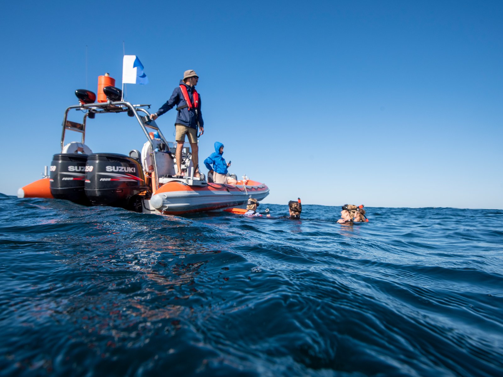 Humpback Whale Swim Experience
