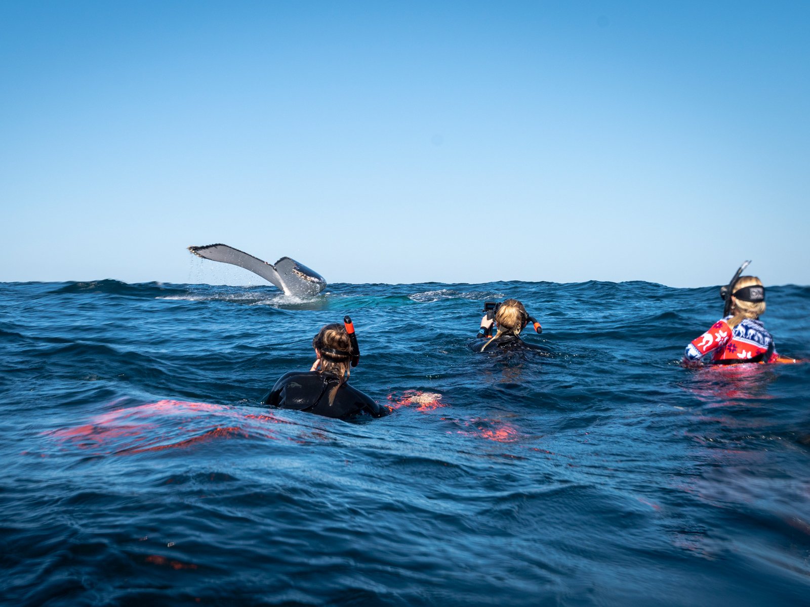 Snorkellers floating at the surface as a humpback whale lifts its tail in the distance