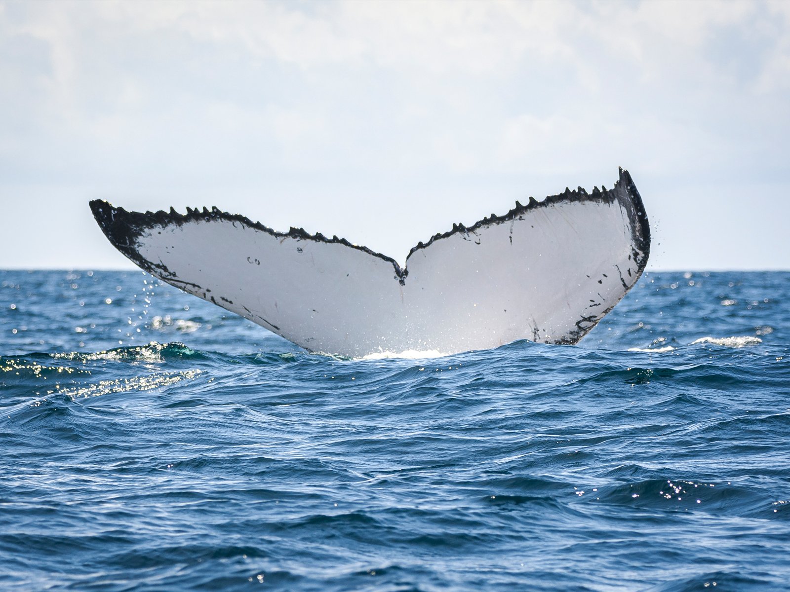 A humpback whale raising its tail fluke above the sea off the Gold Coast