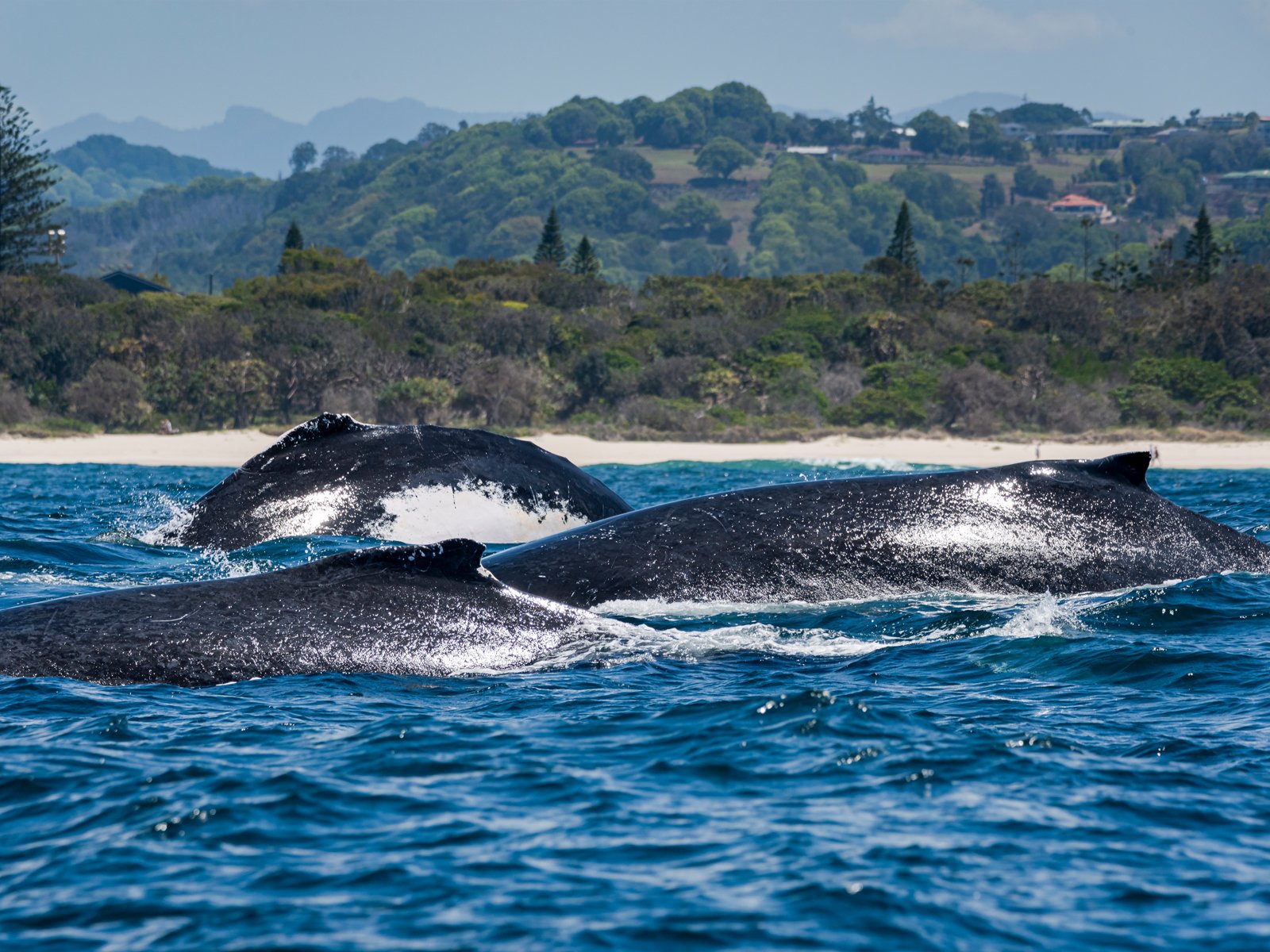 Three humpback whales surfacing together off a green Gold Coast headland