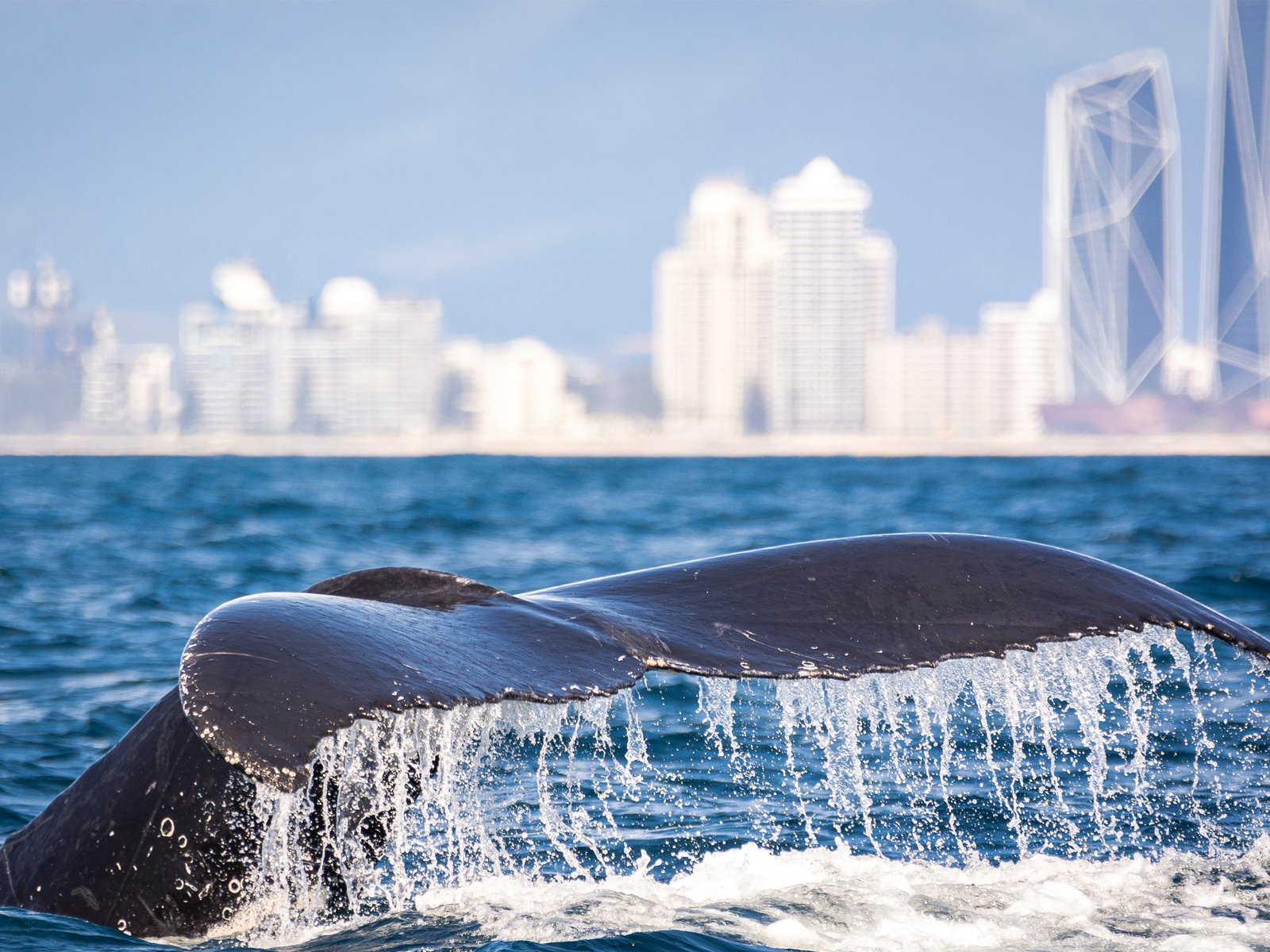 A humpback whale tail lifting out of the sea in front of the Gold Coast skyline