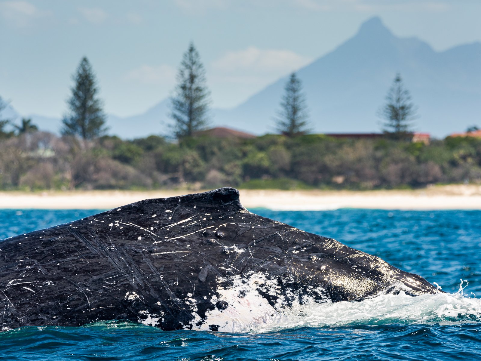 A humpback whale's back breaking the surface near the shore, with pines and a mountain behind