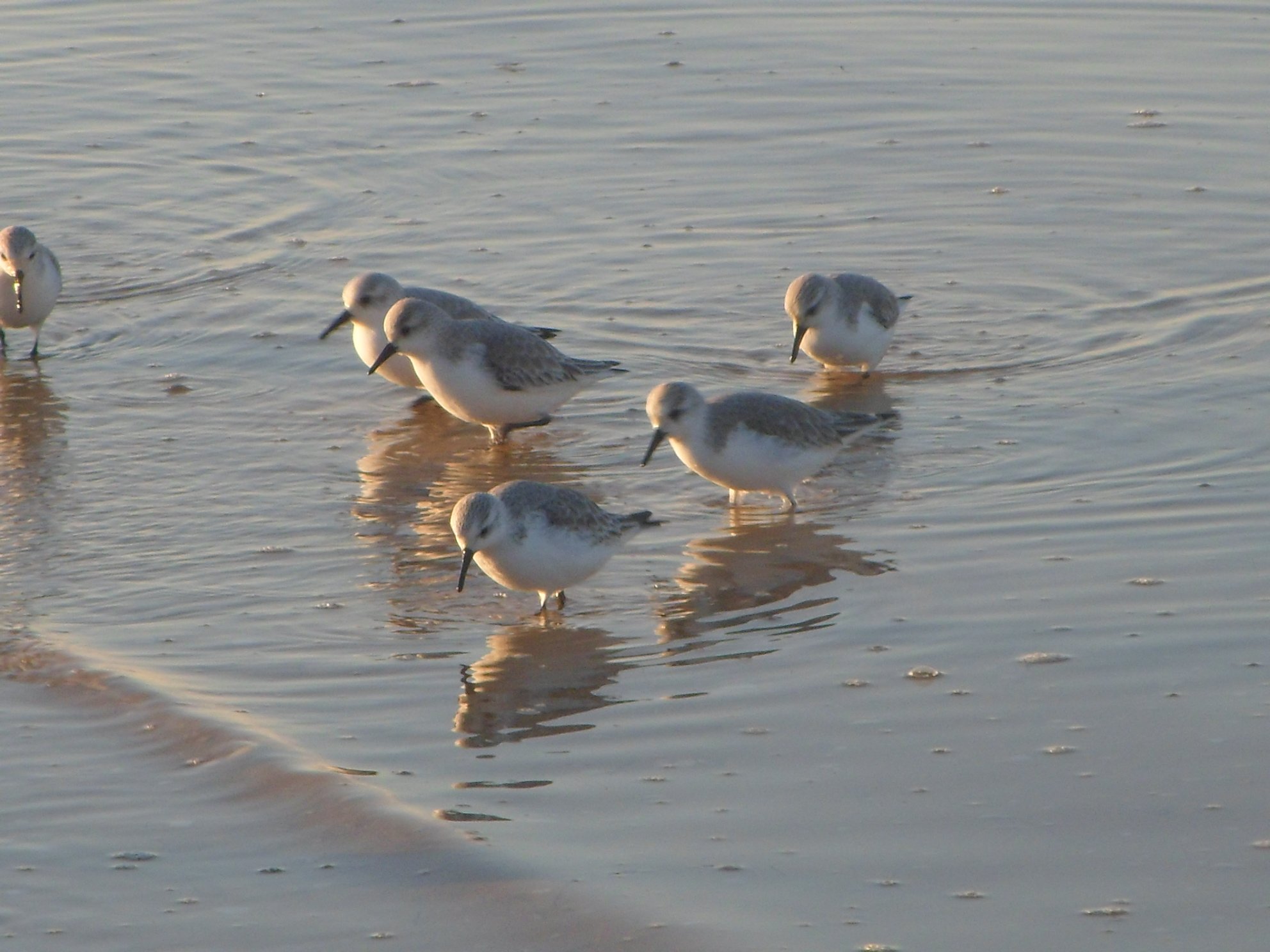 Ria Formosa birdwatching tour by solar boat from Faro — image 7