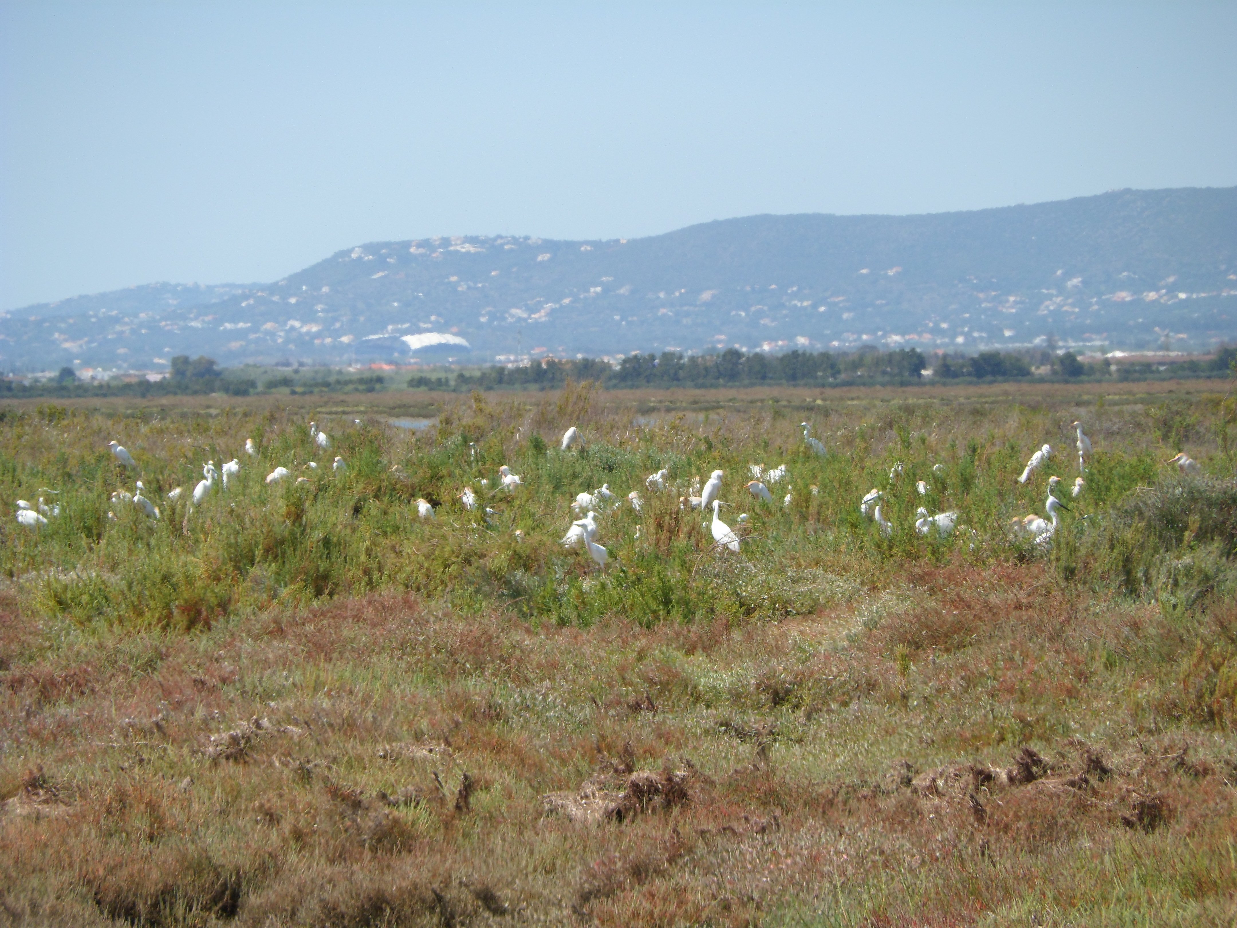 Ria Formosa birdwatching tour by solar boat from Faro — image 8