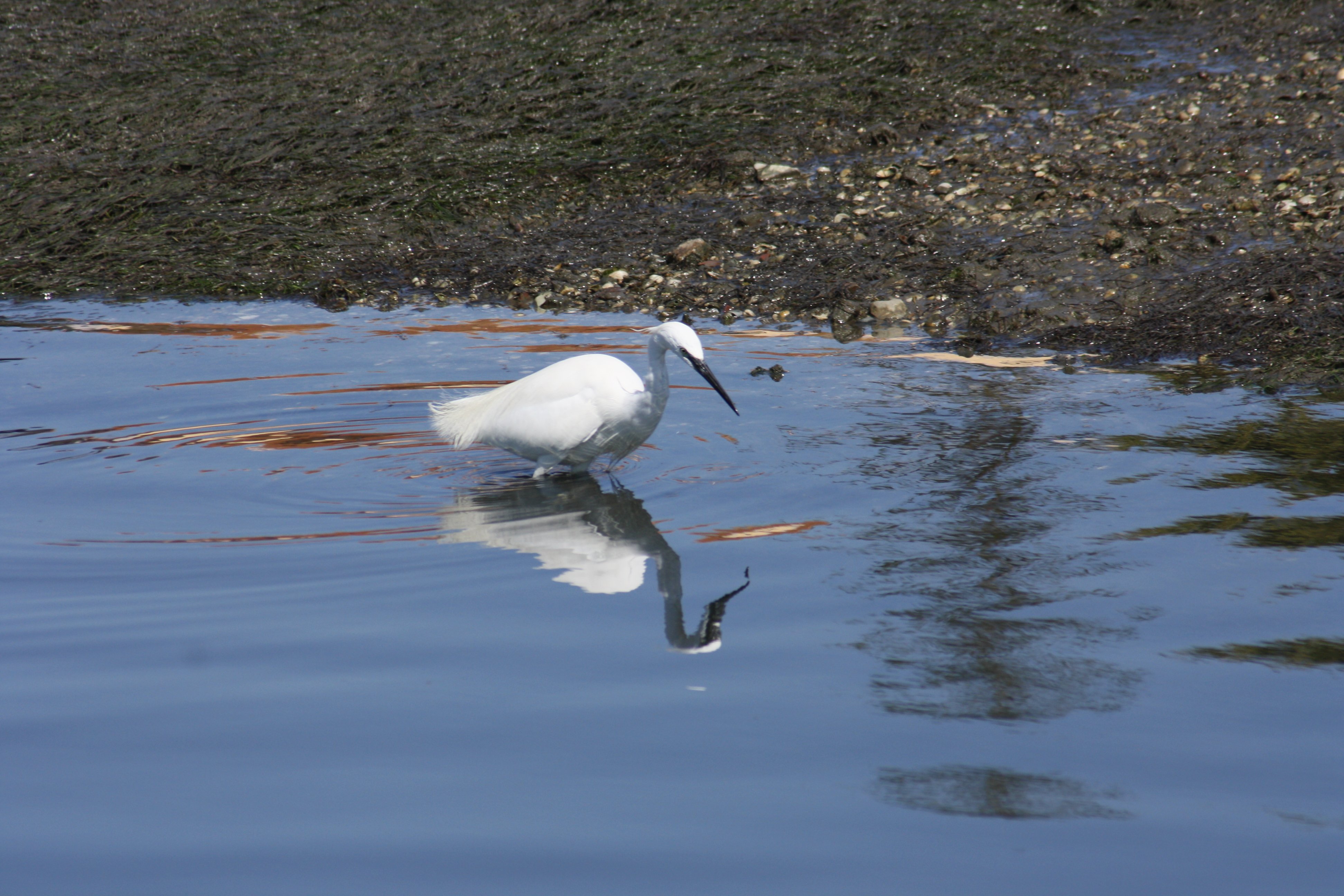 Ria Formosa birdwatching tour by solar boat from Faro — image 9