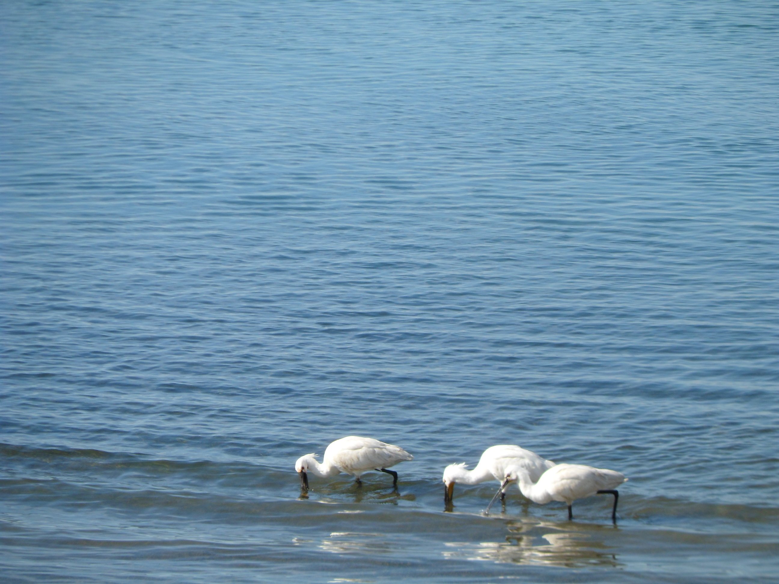 Ria Formosa birdwatching tour by solar boat from Faro — image 10