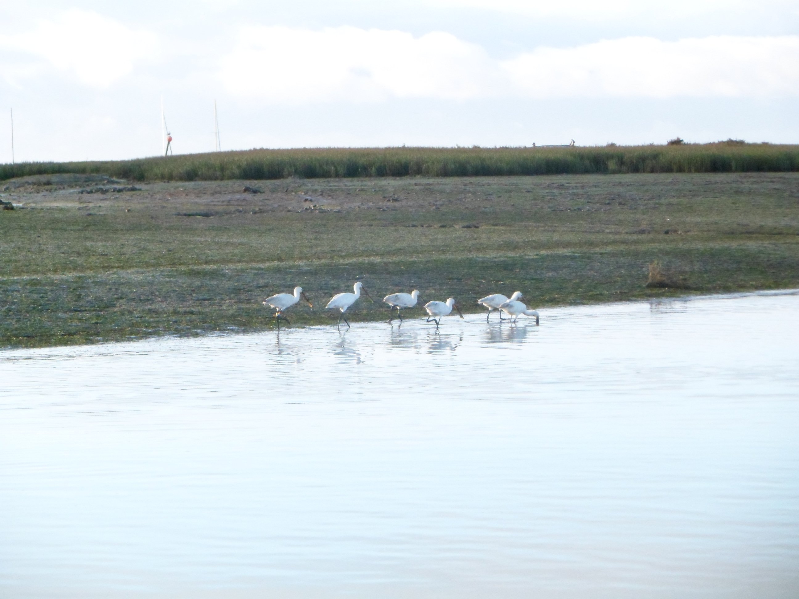 Ria Formosa birdwatching tour by solar boat from Faro — image 11