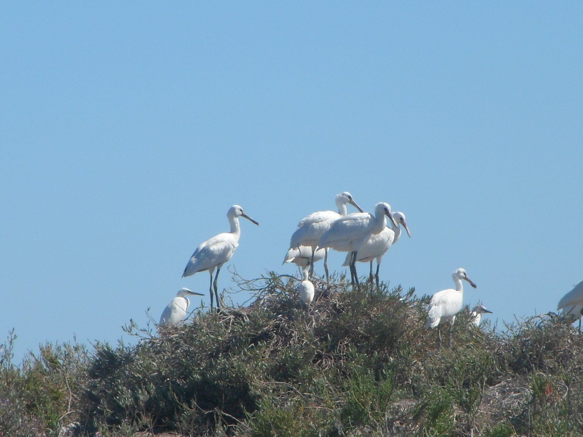 Ria Formosa birdwatching tour by solar boat from Faro — image 12