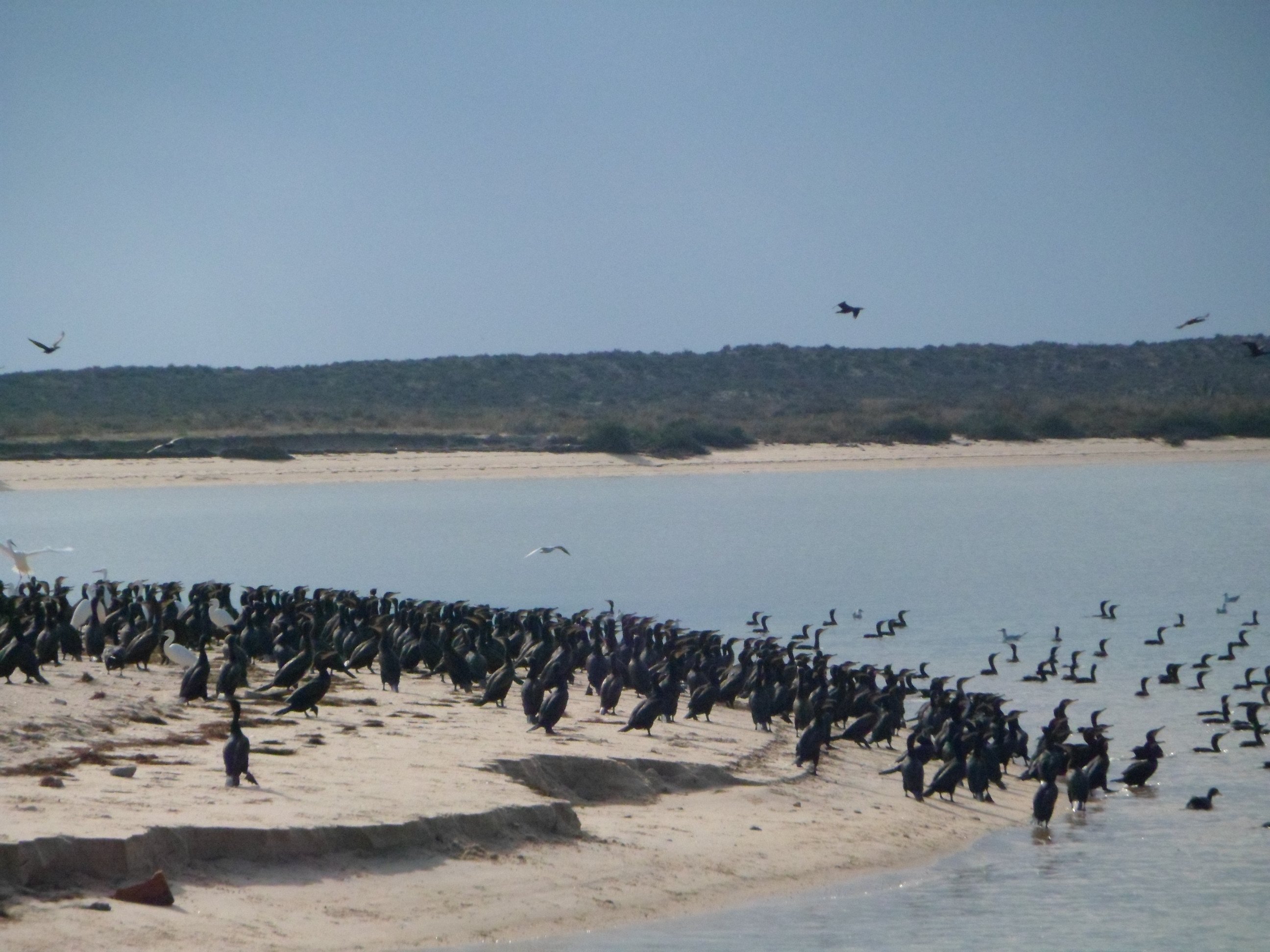 Ria Formosa birdwatching tour by solar boat from Faro — image 13