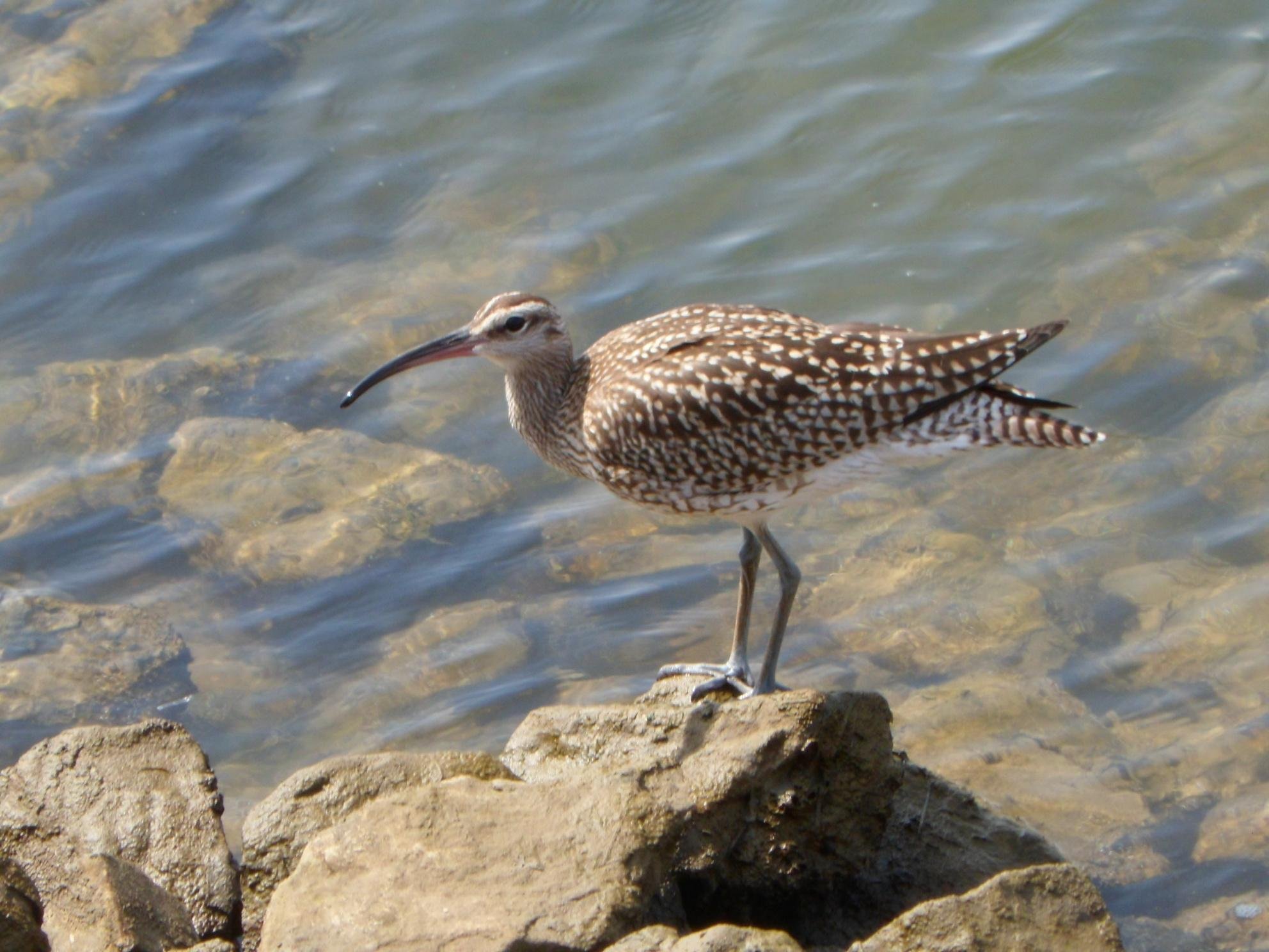 Ria Formosa birdwatching tour by solar boat from Faro — image 14
