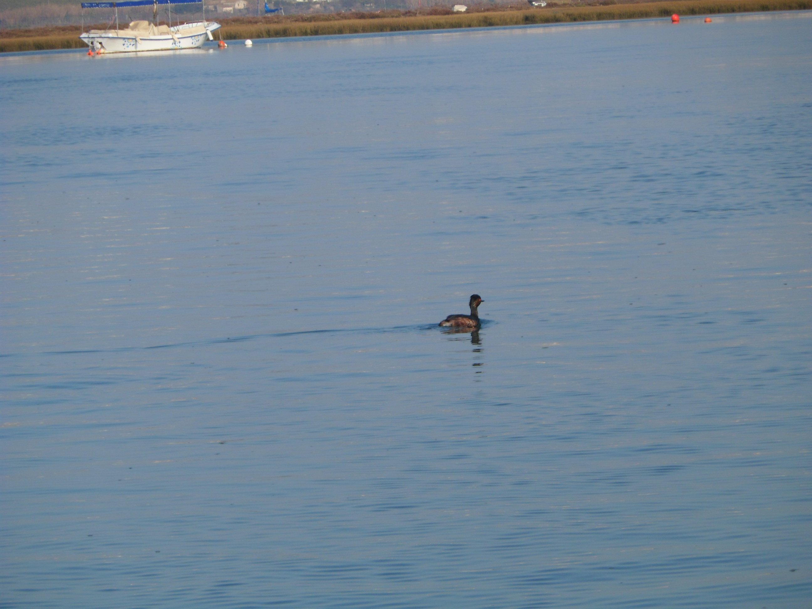 Ria Formosa birdwatching tour by solar boat from Faro — image 15