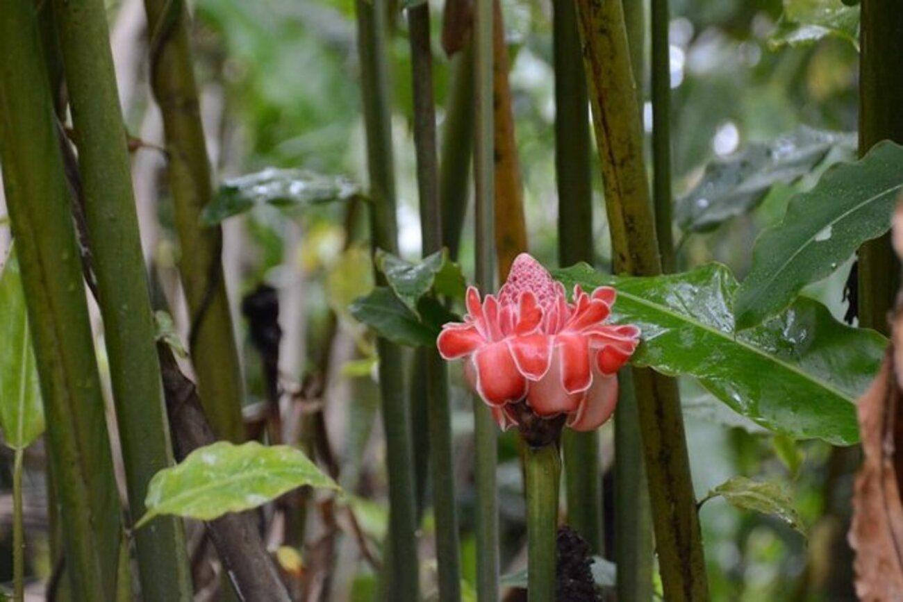 El Yunque Rainforest & Bio Bay Kayaking Adventure