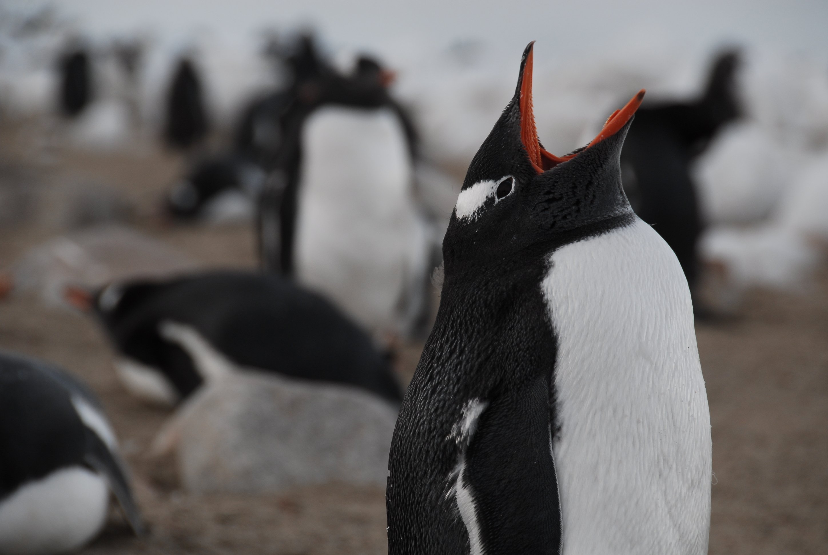 Ushuaia Beagle Channel Catamaran & Penguin Island Cruise