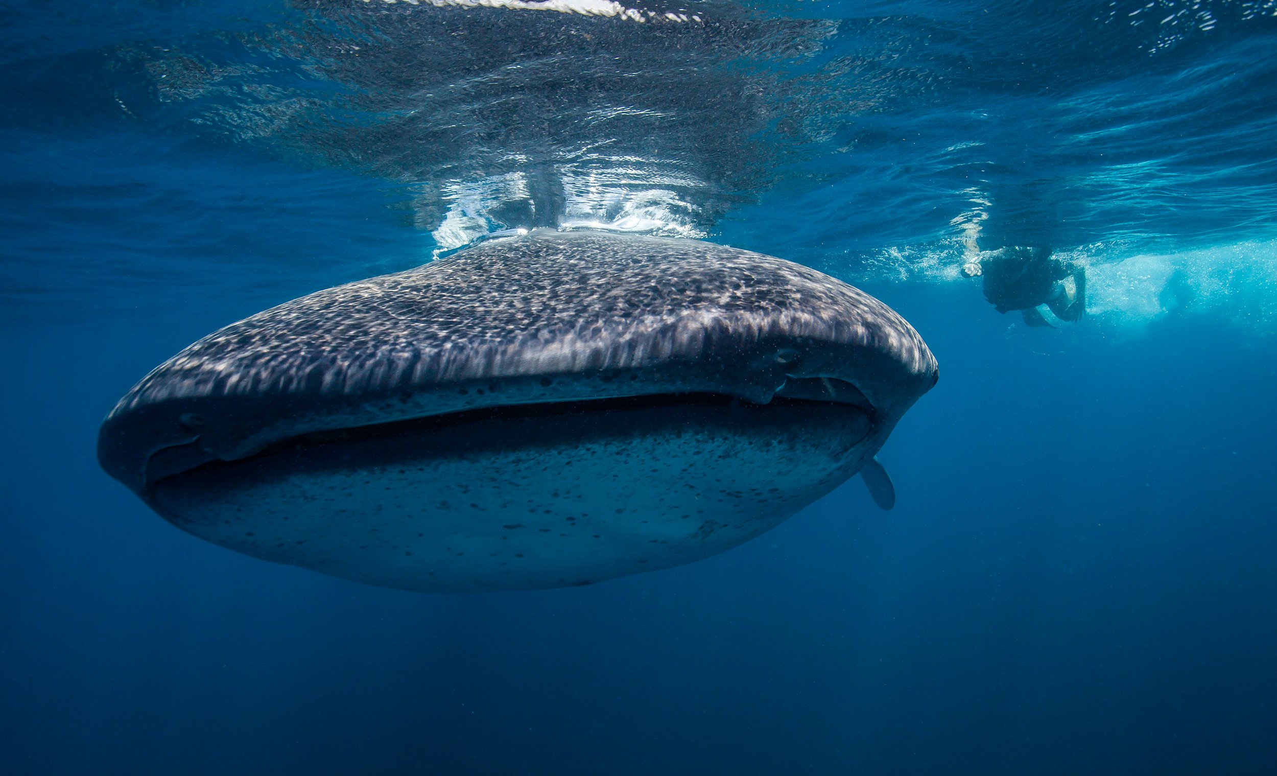 Whale Shark Encounter & Isla Mujeres Beach Day