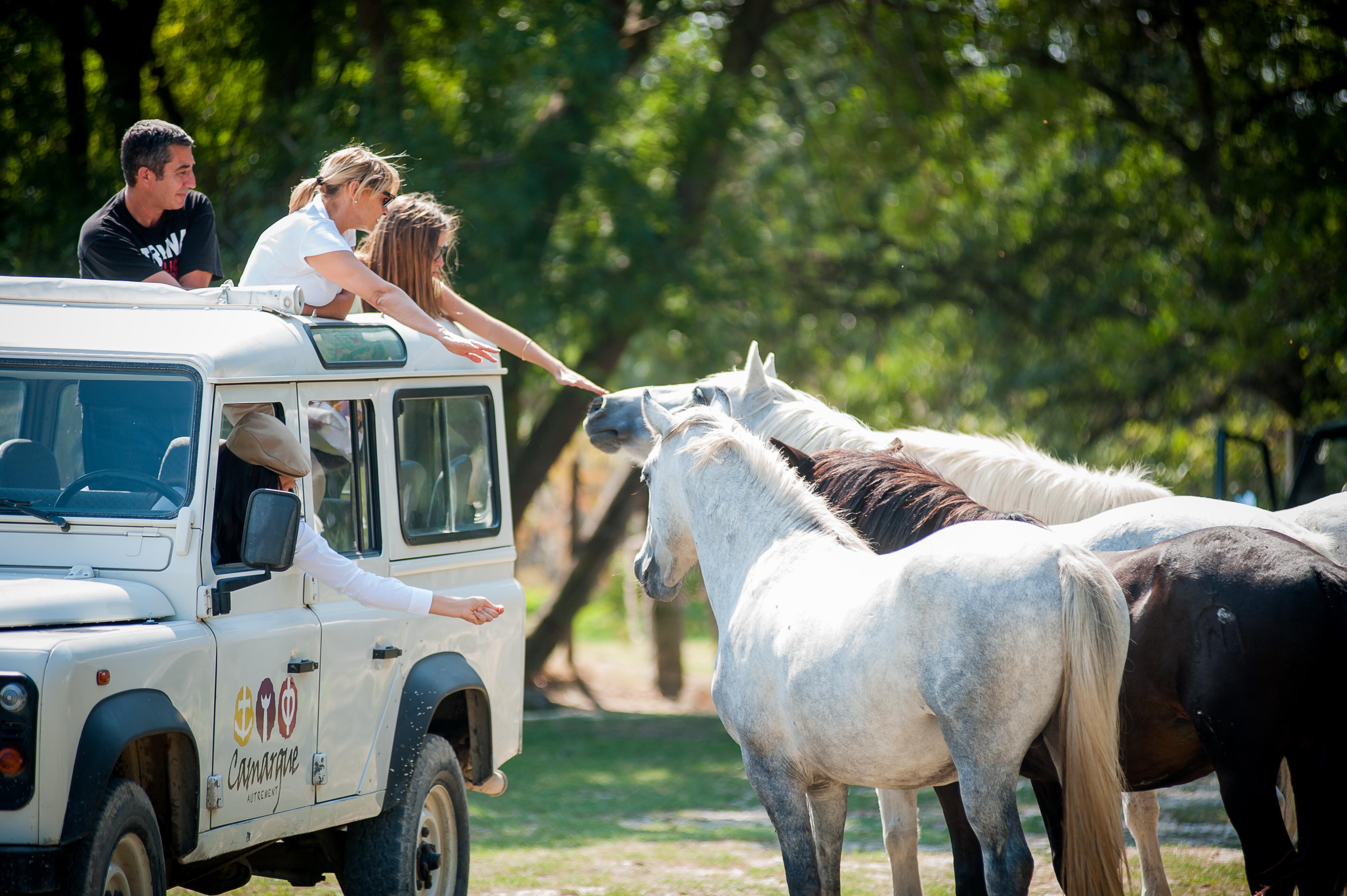 Camargue 4x4 Safari with Wildlife & Wine Tasting