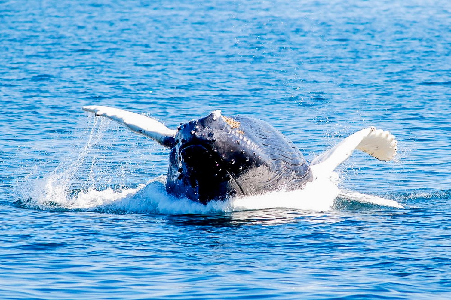 Boston Whale Watching Tours — image 6
