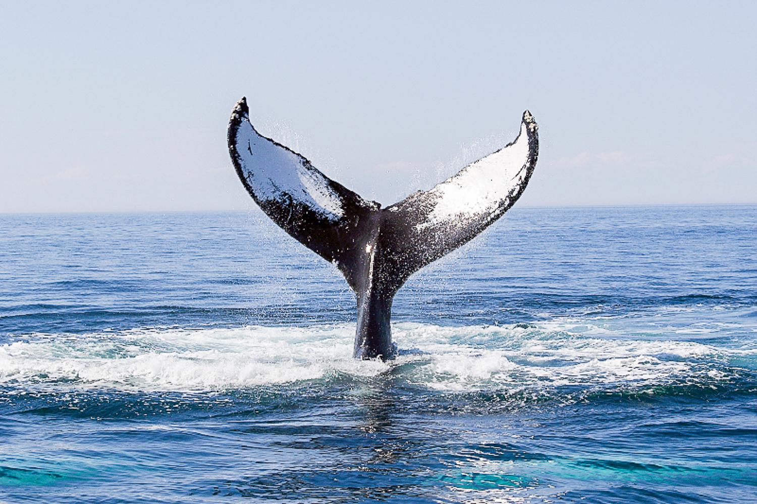 Boston Whale Watching Tours — image 7