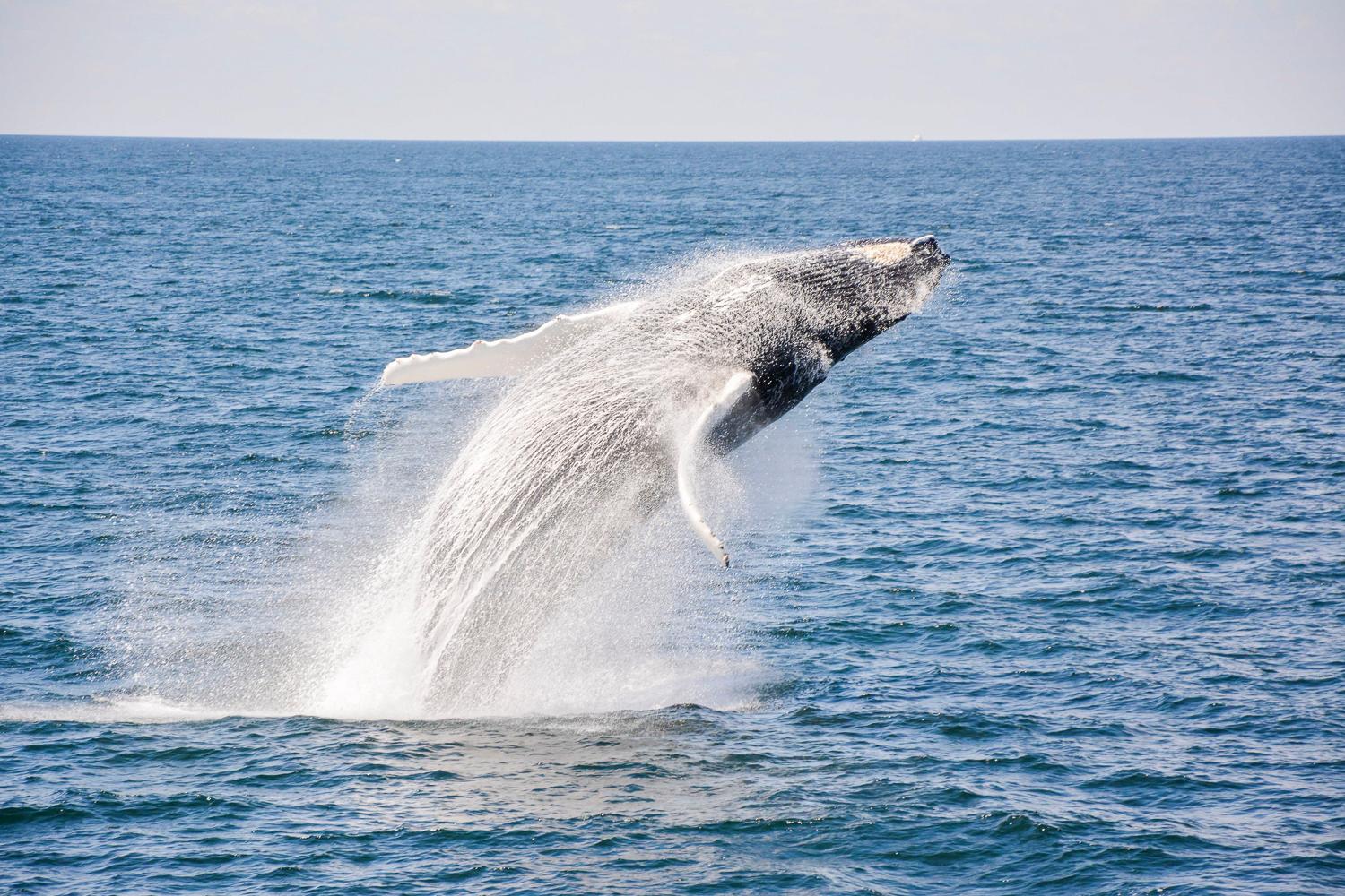 Boston Whale Watching Tours — image 4