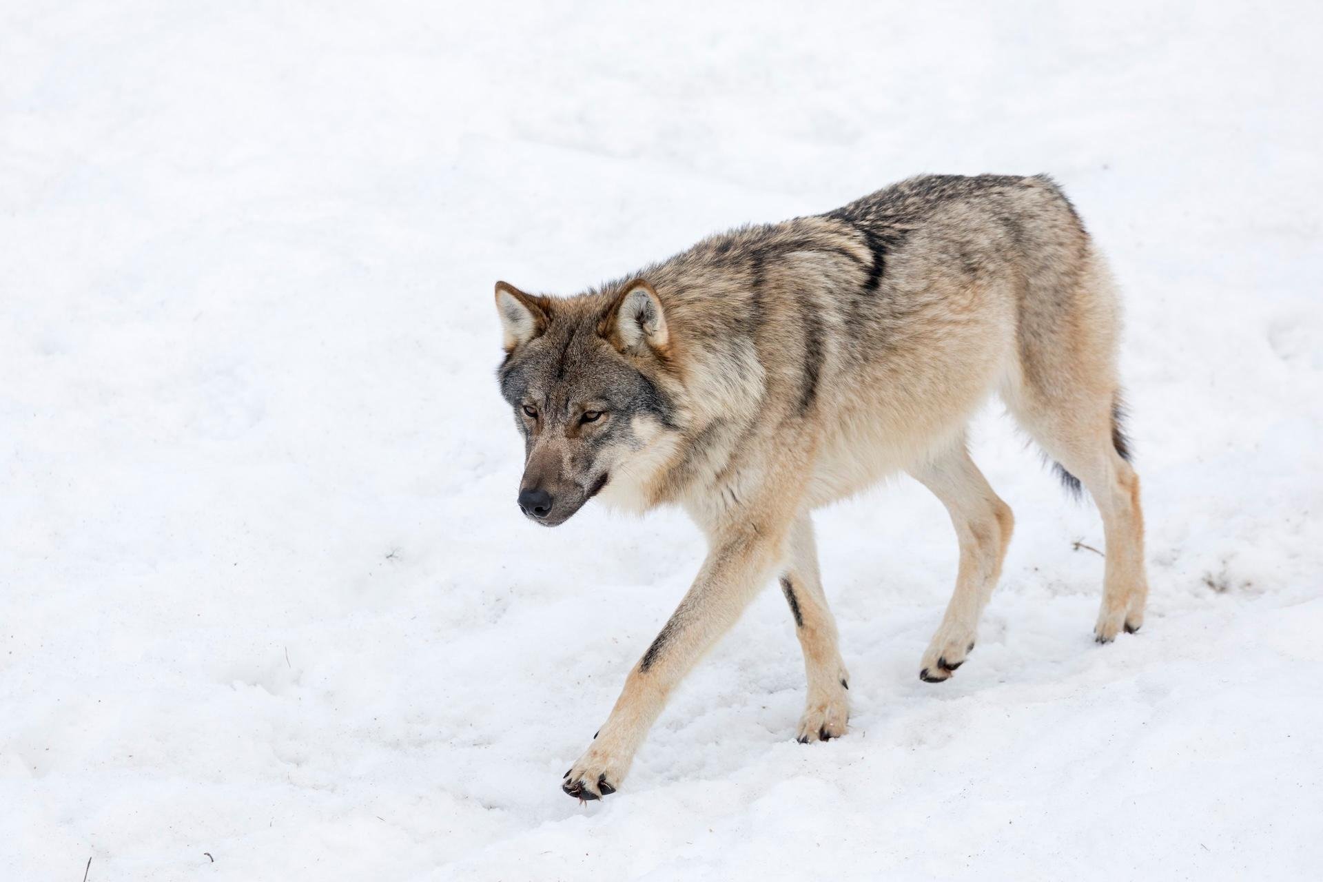 Private Lapland Day Tour: Santa's Village, Reindeer & Arctic Wildlife