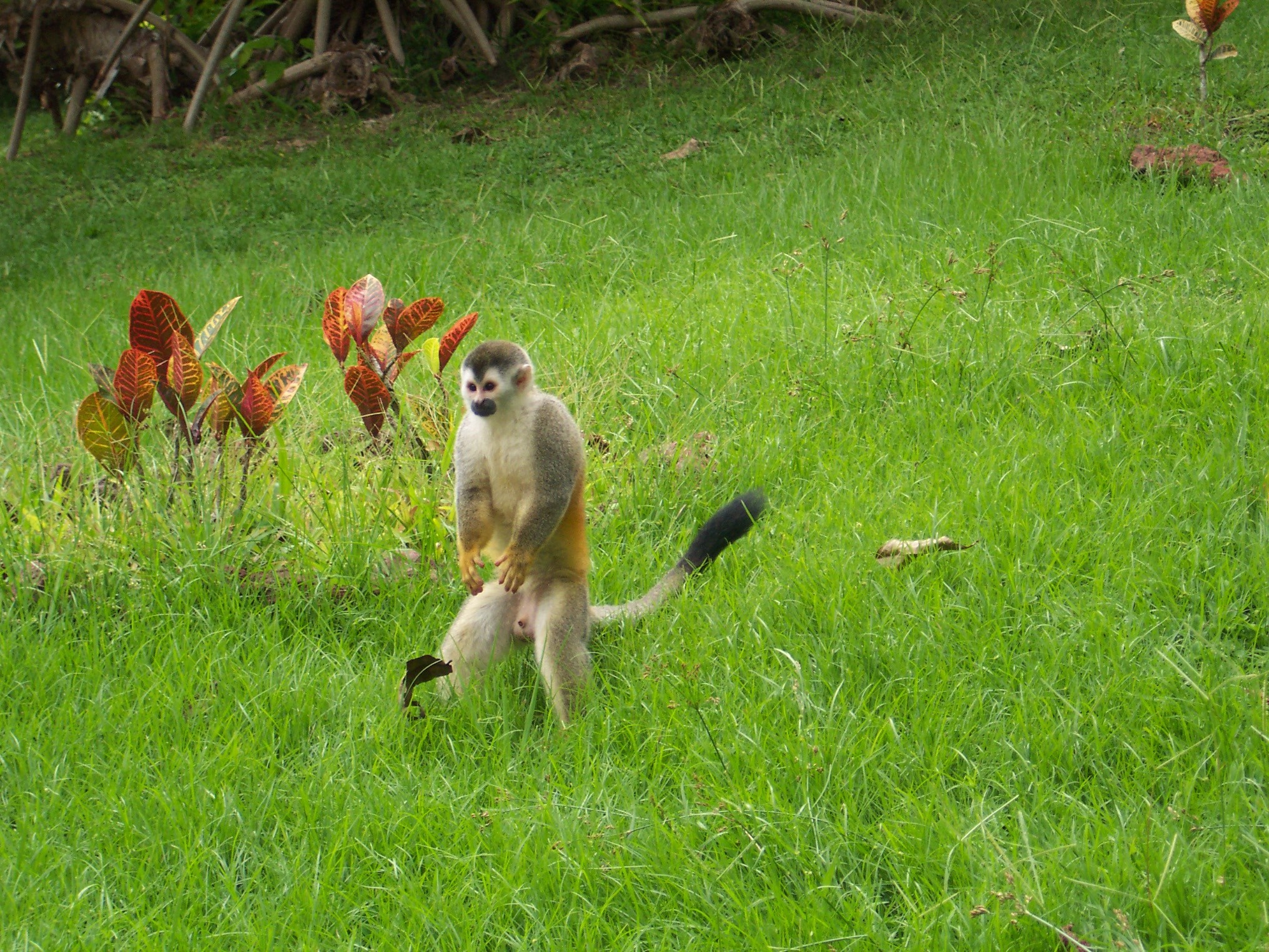 From Jaco: Full-Day Manuel Antonio National Park Tour