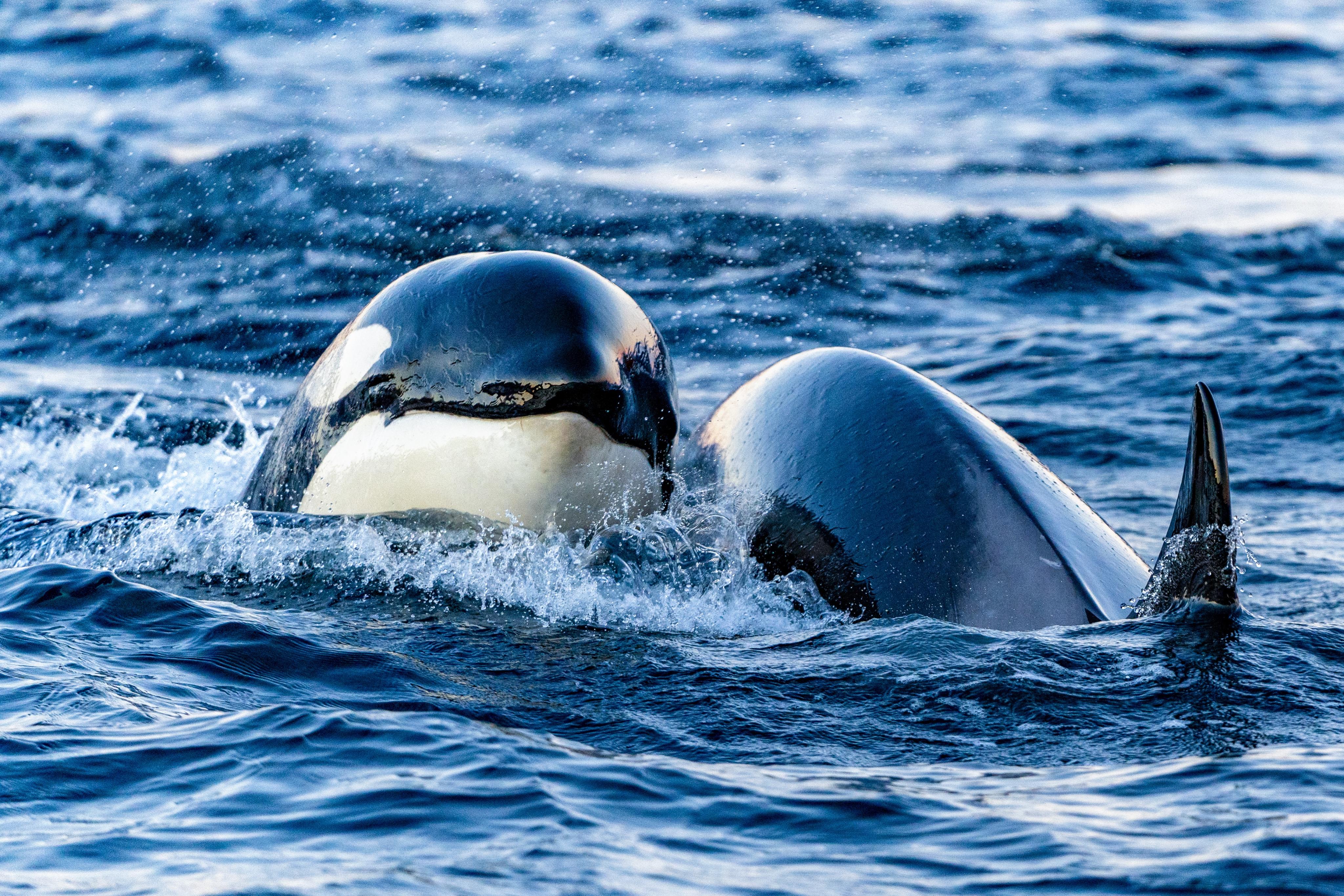 Whale watching tour from Tromsø — image 1