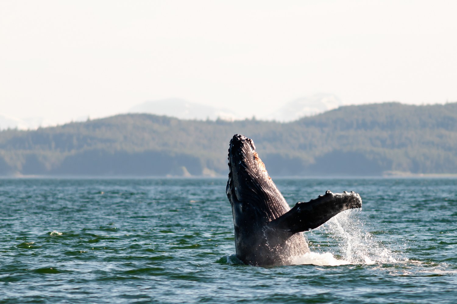 Juneau whale watching tour — humpback whales and marine wildlife in Southeast Alaska — image 4