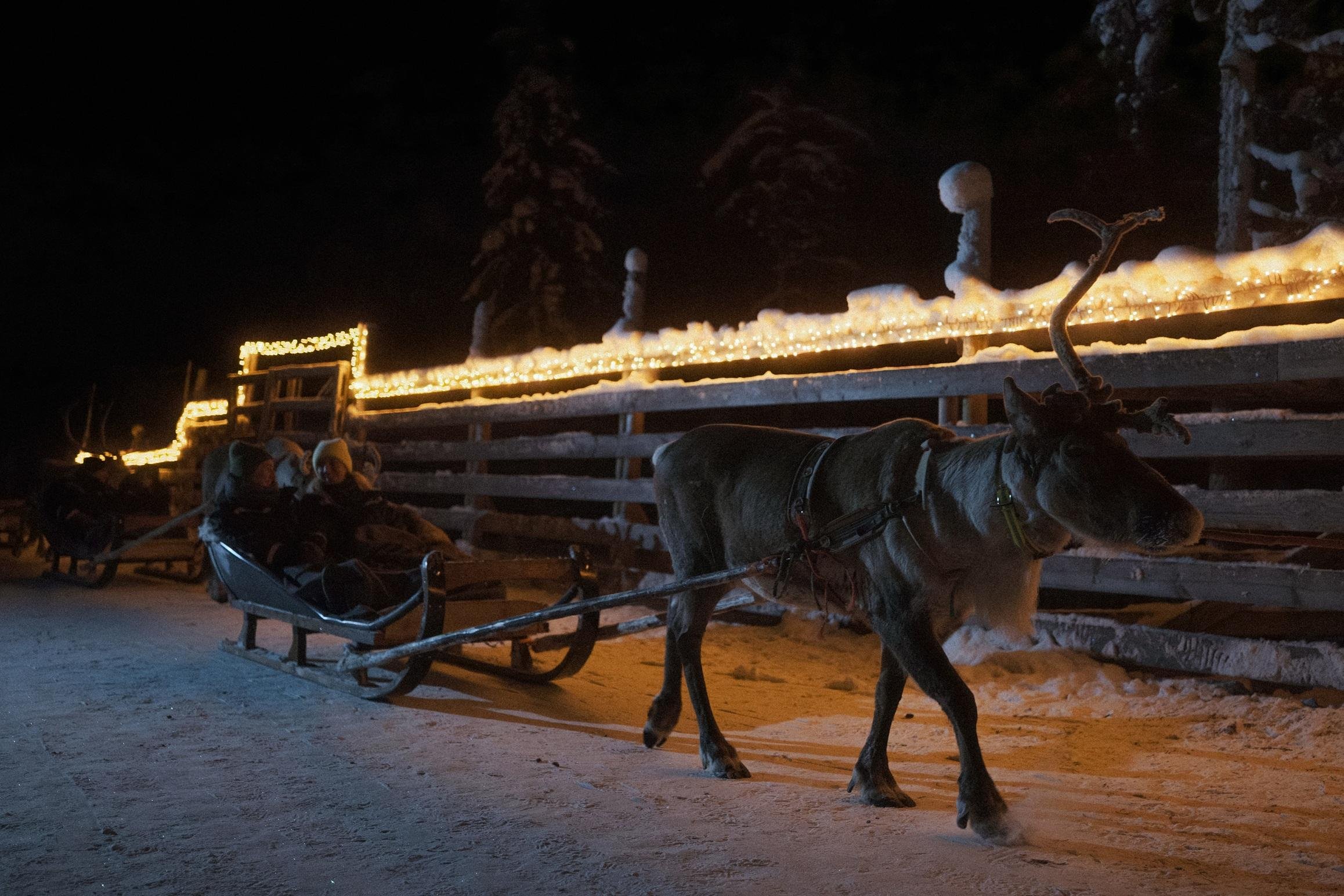 Rovaniemi Nighttime Reindeer Sleigh Safari