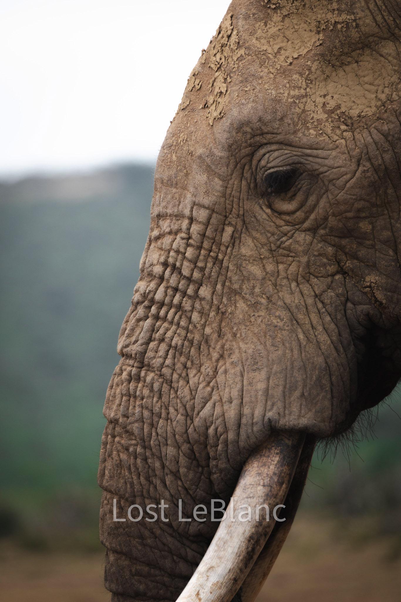 Cape Town to Garden Route: 2-Day Big Five Safari Adventure