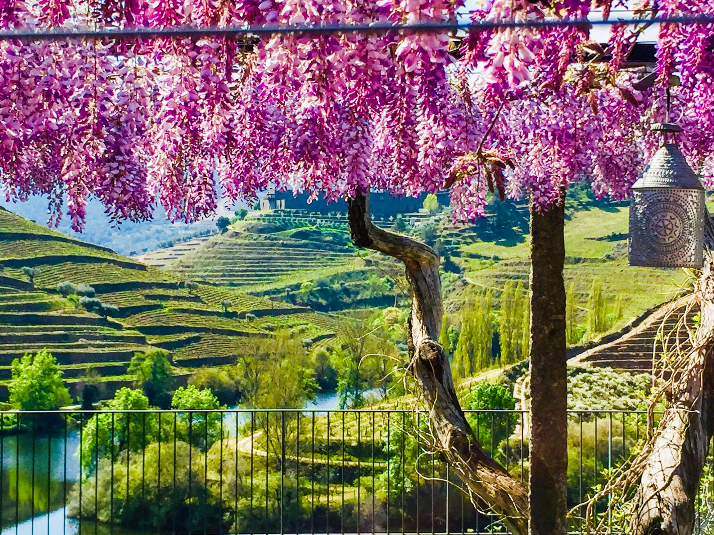 Douro Valley Day Trip: Boat Cruise, Wine Tasting & Traditional Lunch from Porto