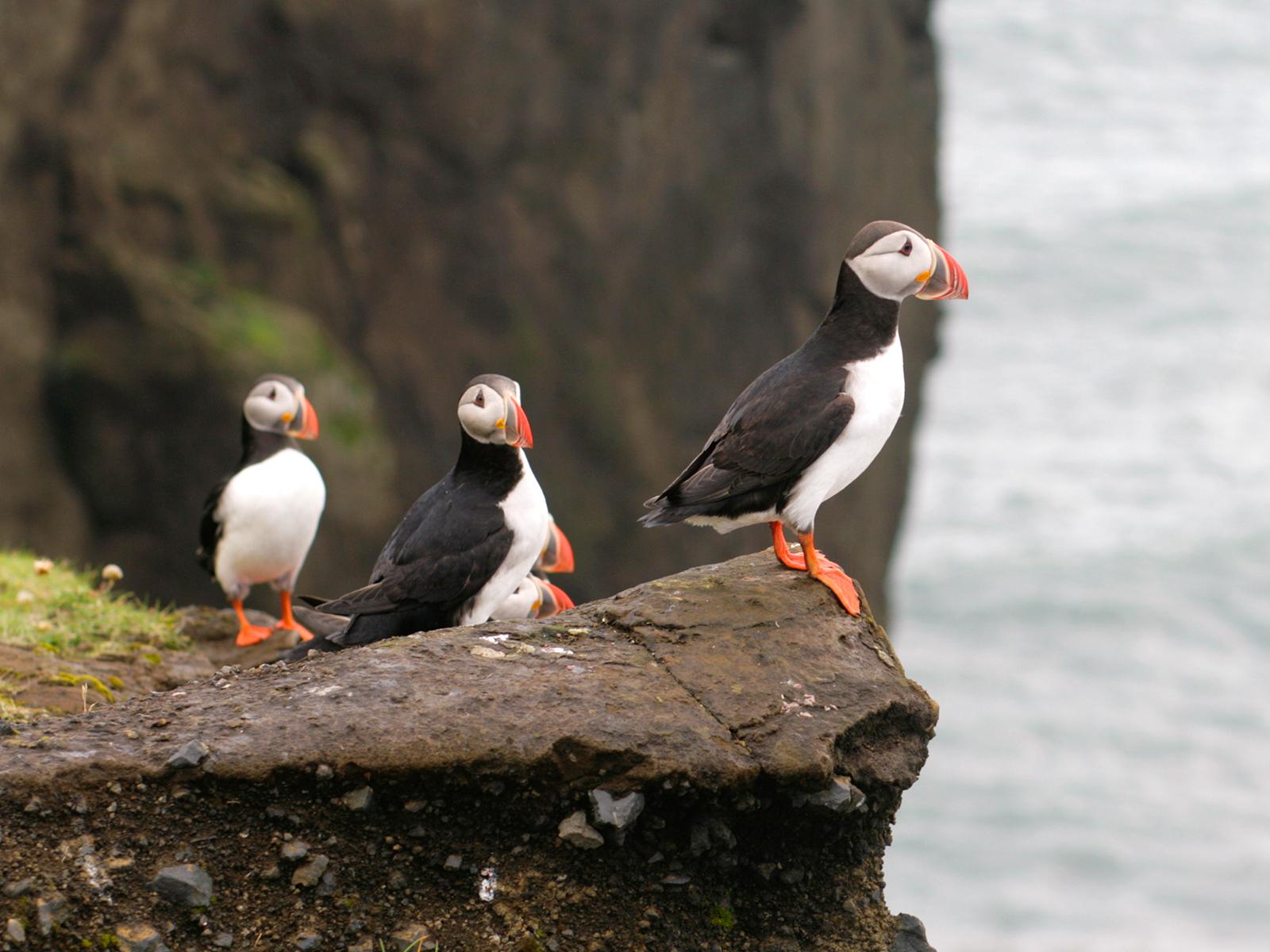 Puffin Watching Yacht Cruise from Reykjavík