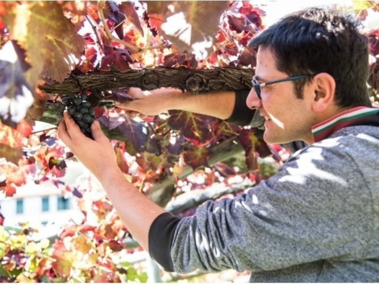 Tramonti Winery Experience with Vineyard Walk & Wine Tasting