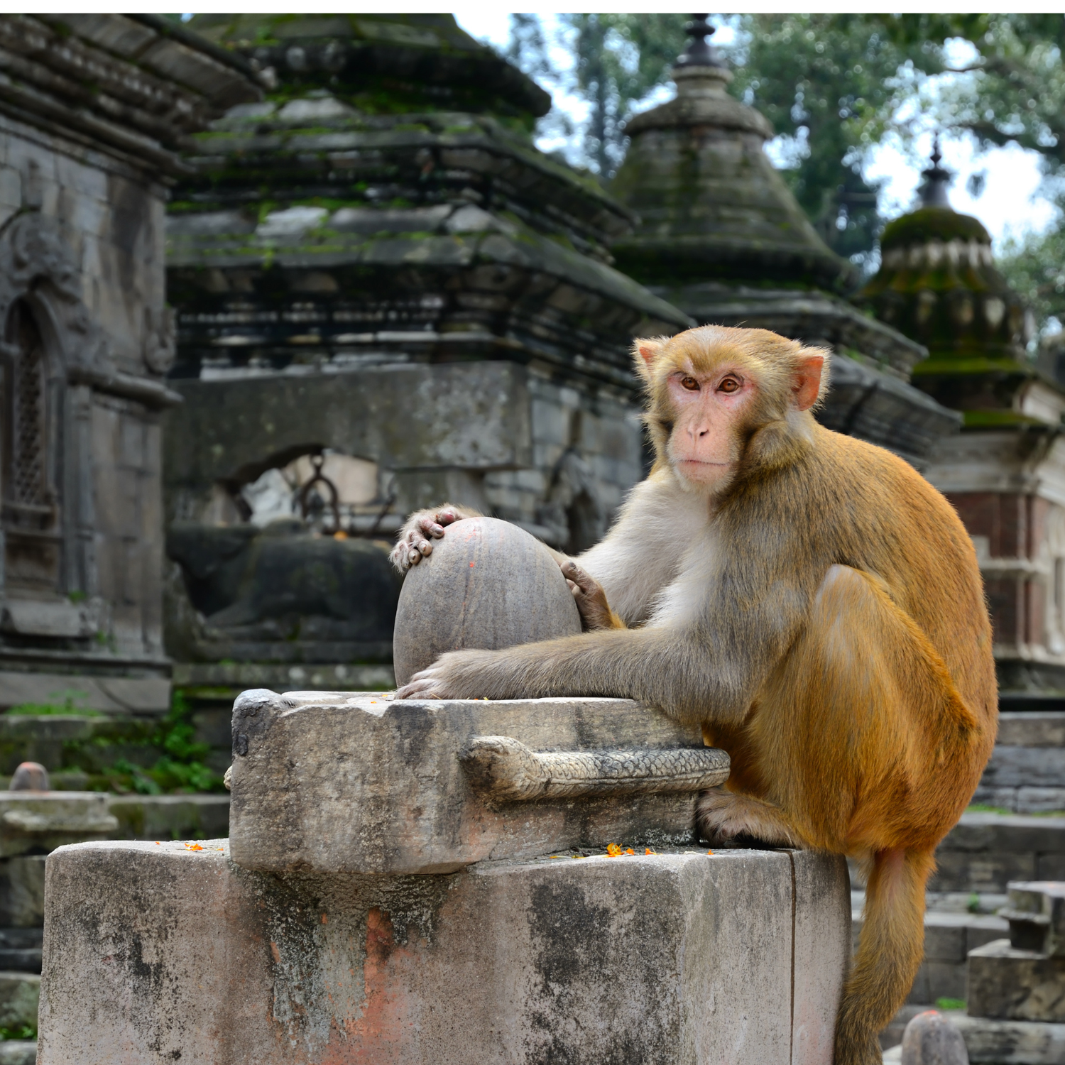 Kathmandu: 7 UNESCO World Heritage Sites Private Tour