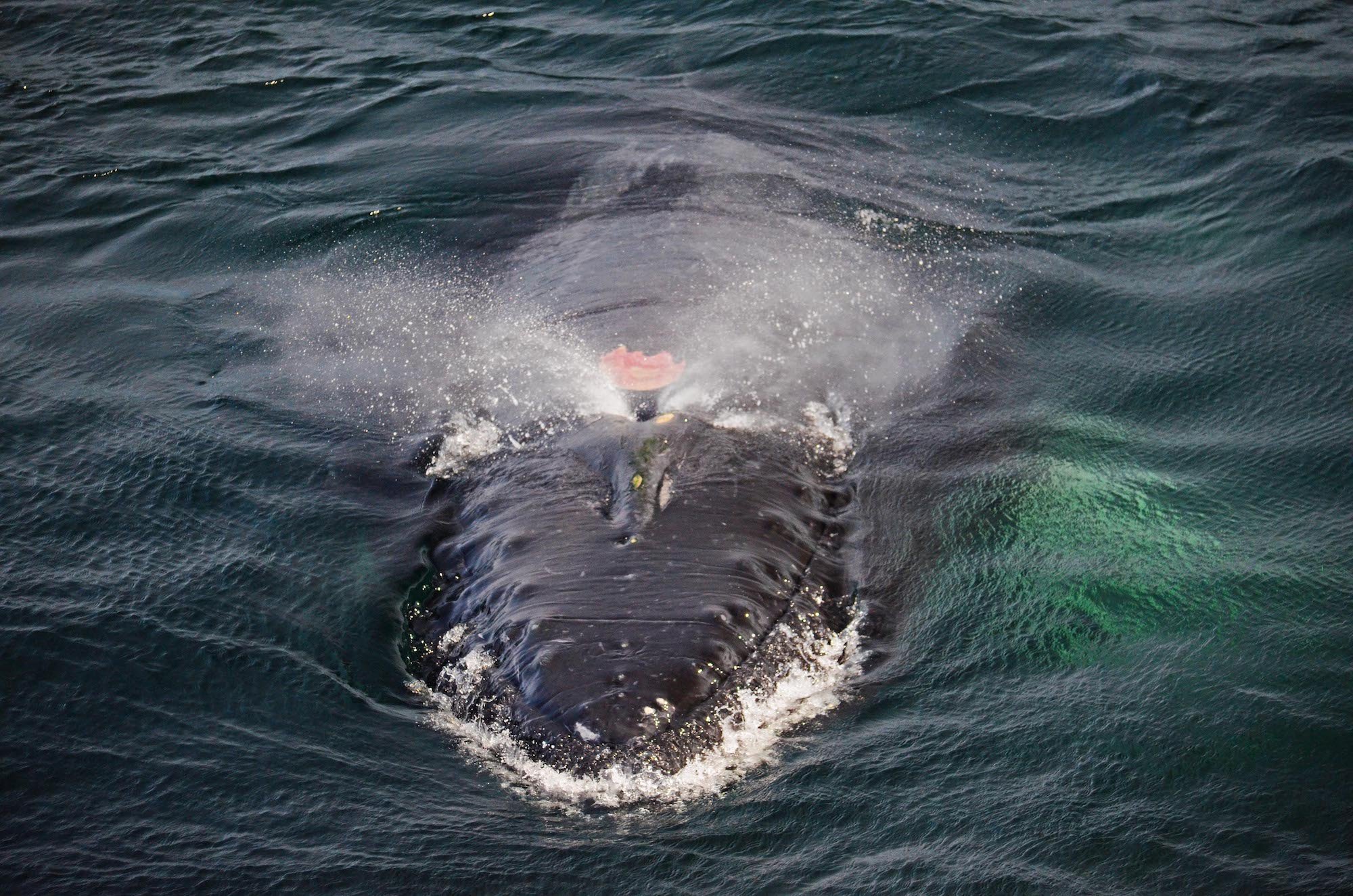 Boston Whale Watching Tours — image 5