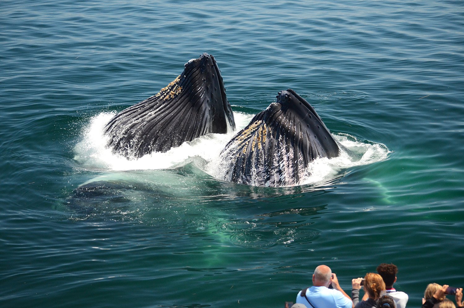 Boston Whale Watching Tours — image 1