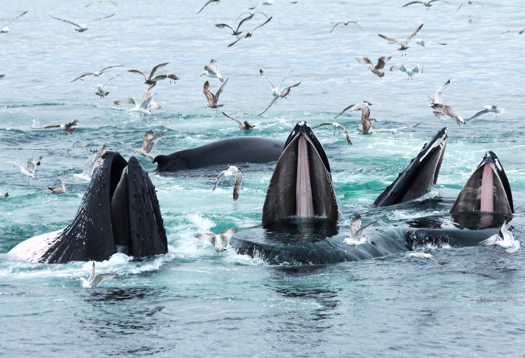 Boston Whale Watching Tours — image 2