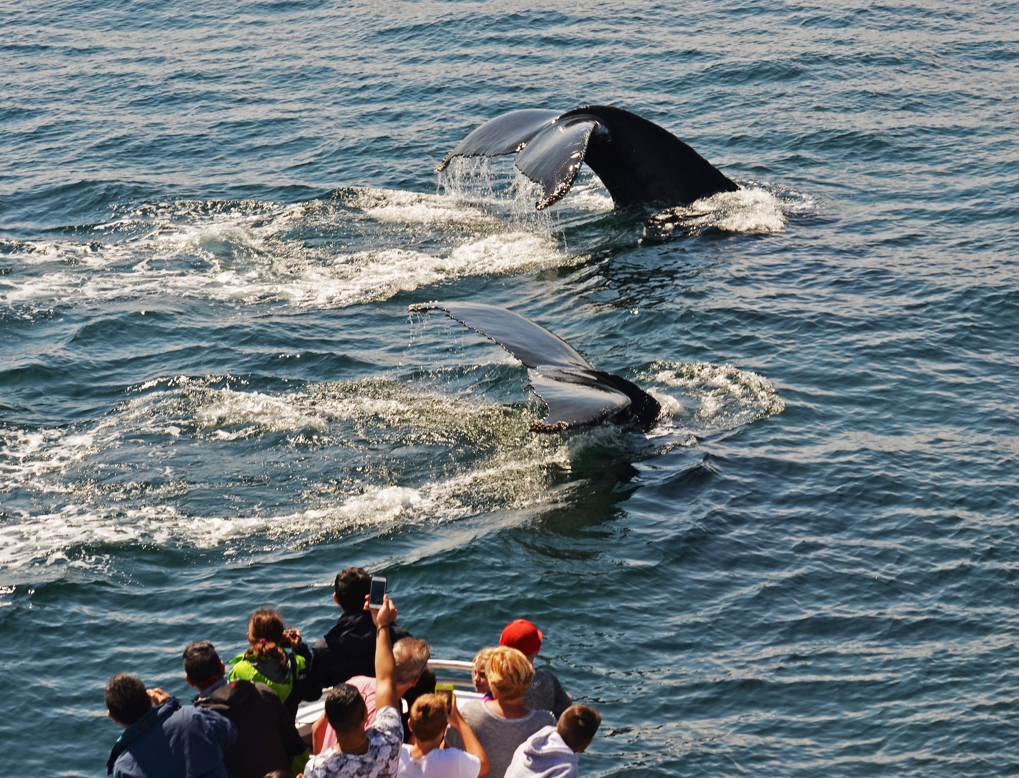 Boston Whale Watching Tours — image 3