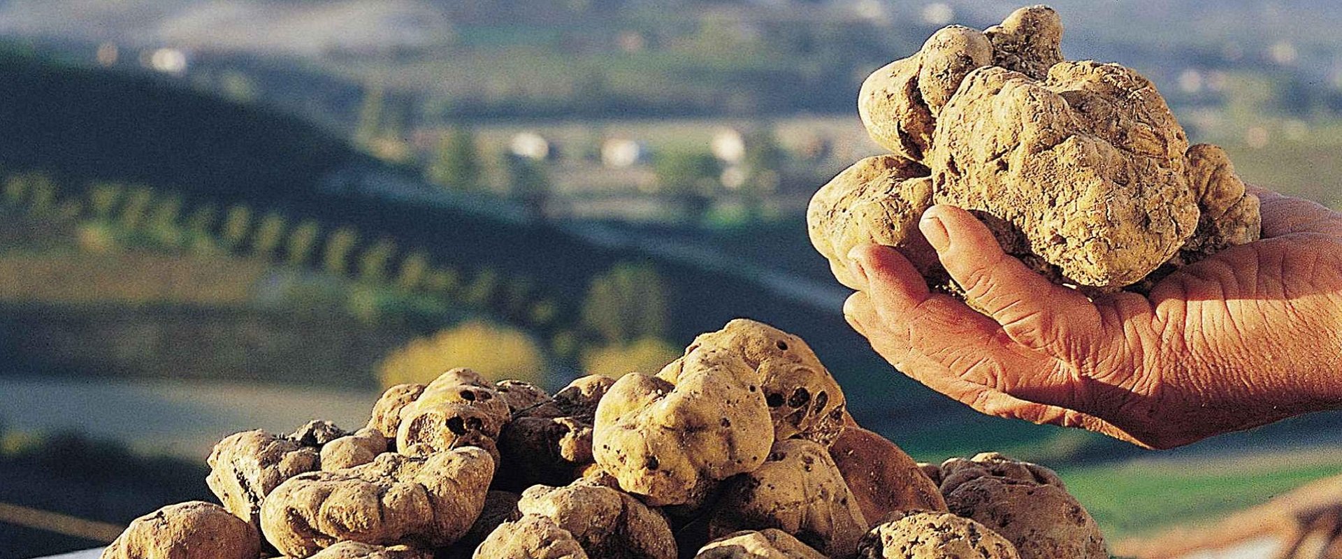 Alba White Truffle Fair: Guided Tour with Priority Access