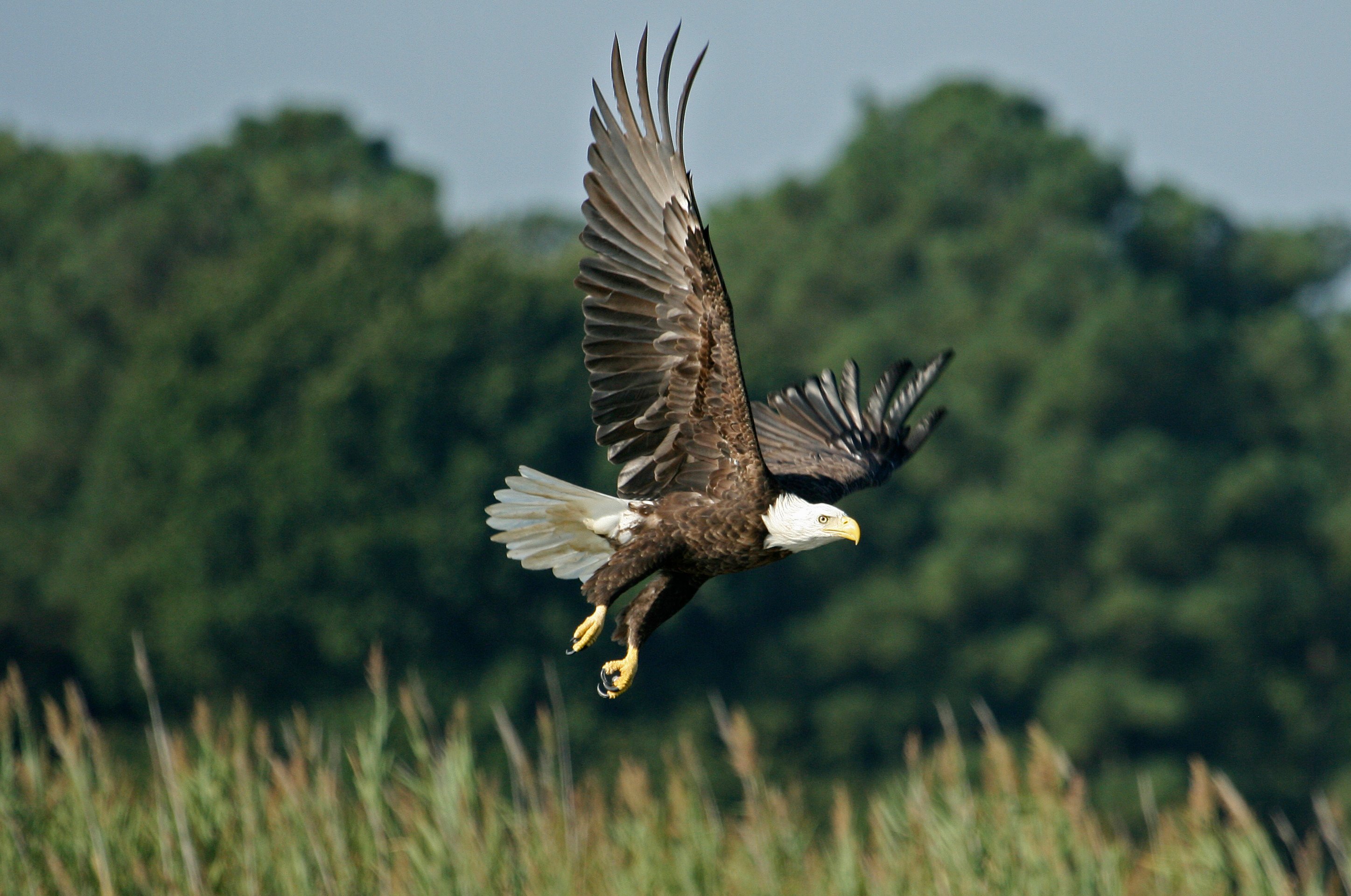 Central Florida Everglades Airboat Expedition with Transfers