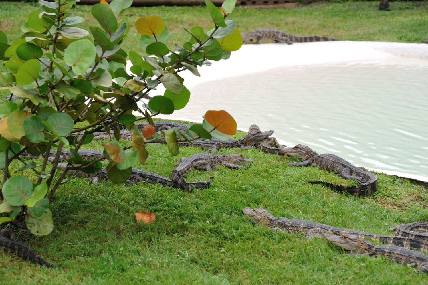 Central Florida Everglades Airboat Expedition with Transfers