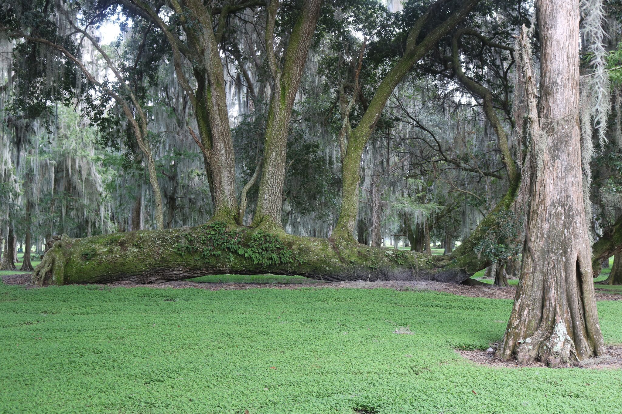 Central Florida Everglades Airboat Expedition with Transfers