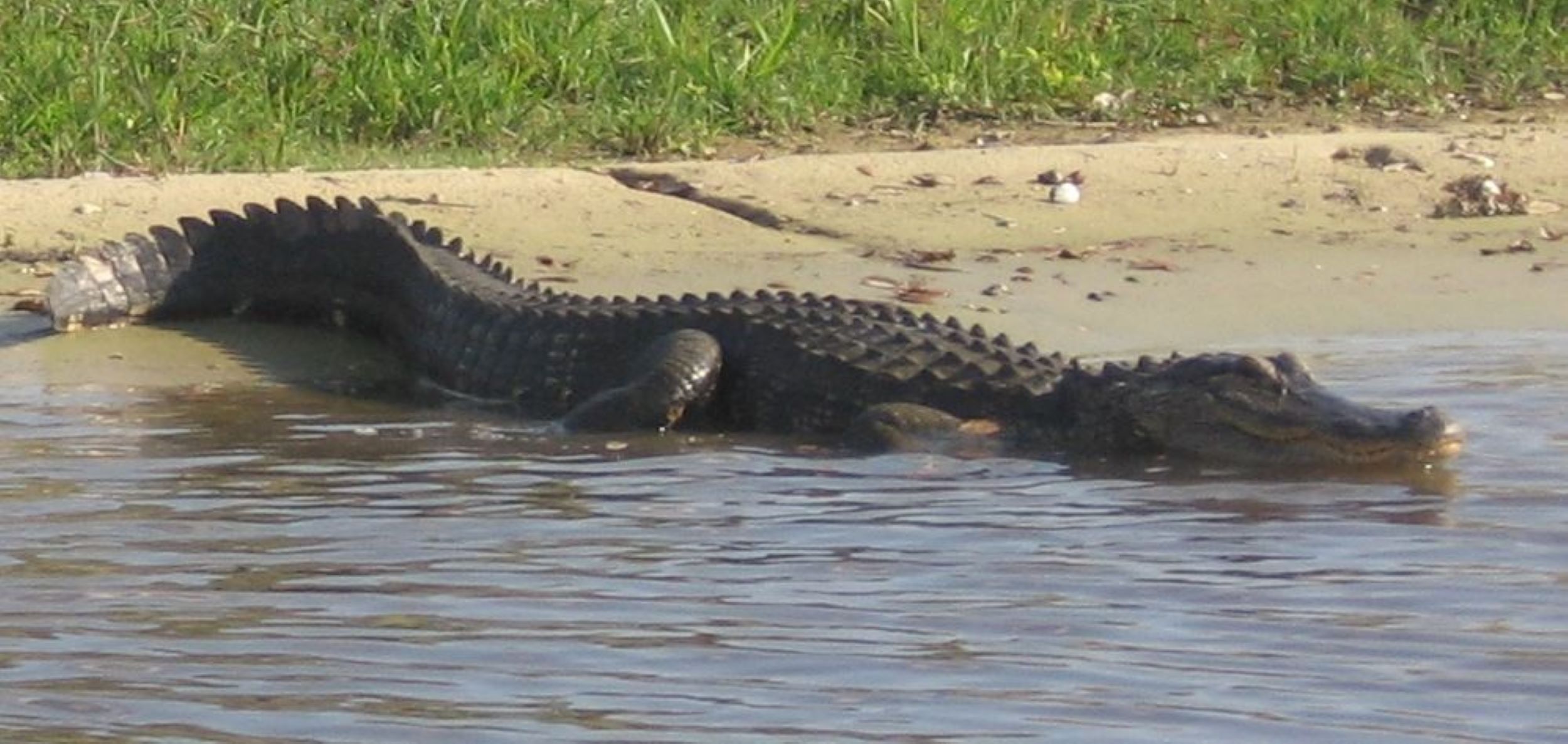 Central Florida Everglades Airboat Expedition with Transfers